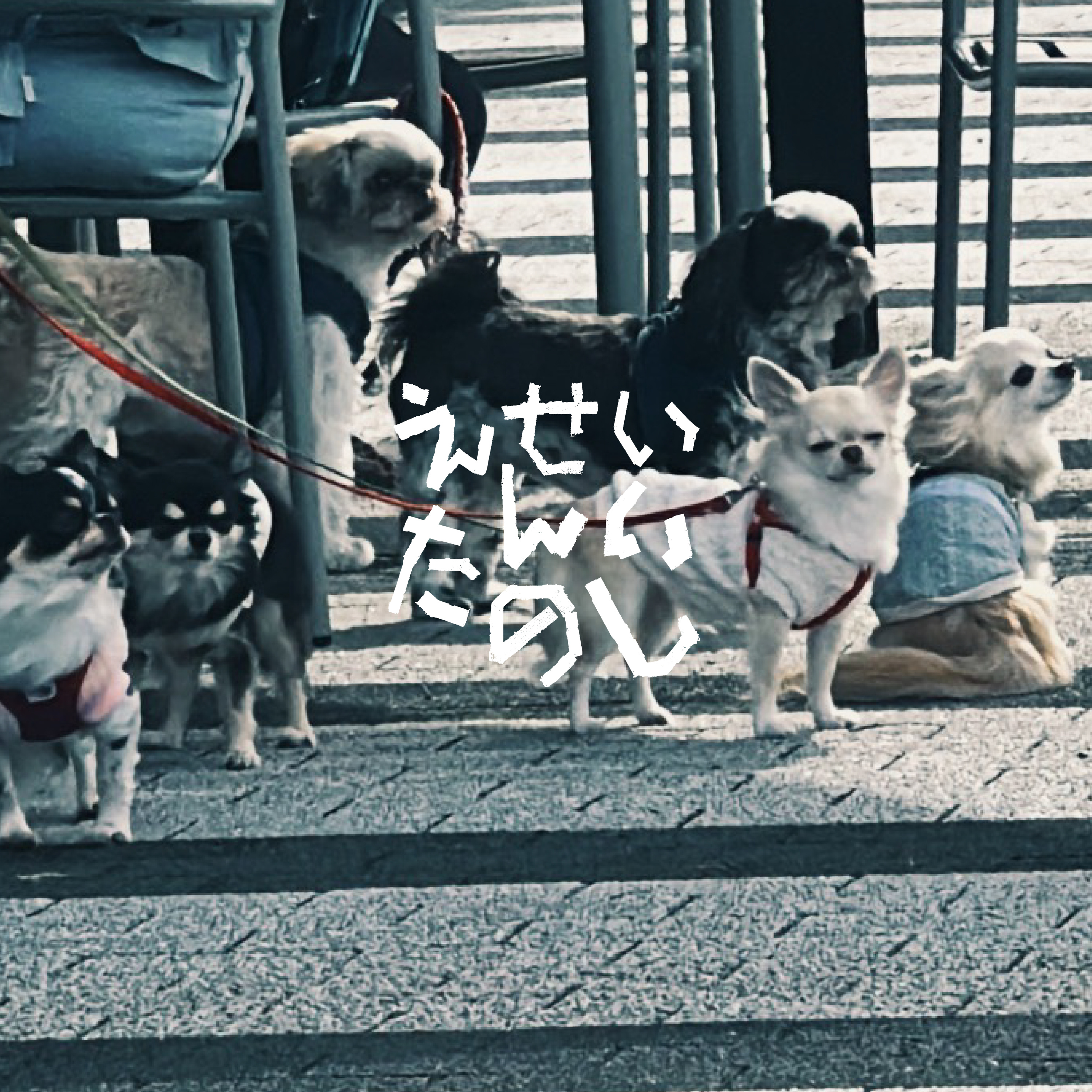 #5「ばきゅんおおすぎ」 episode artwork