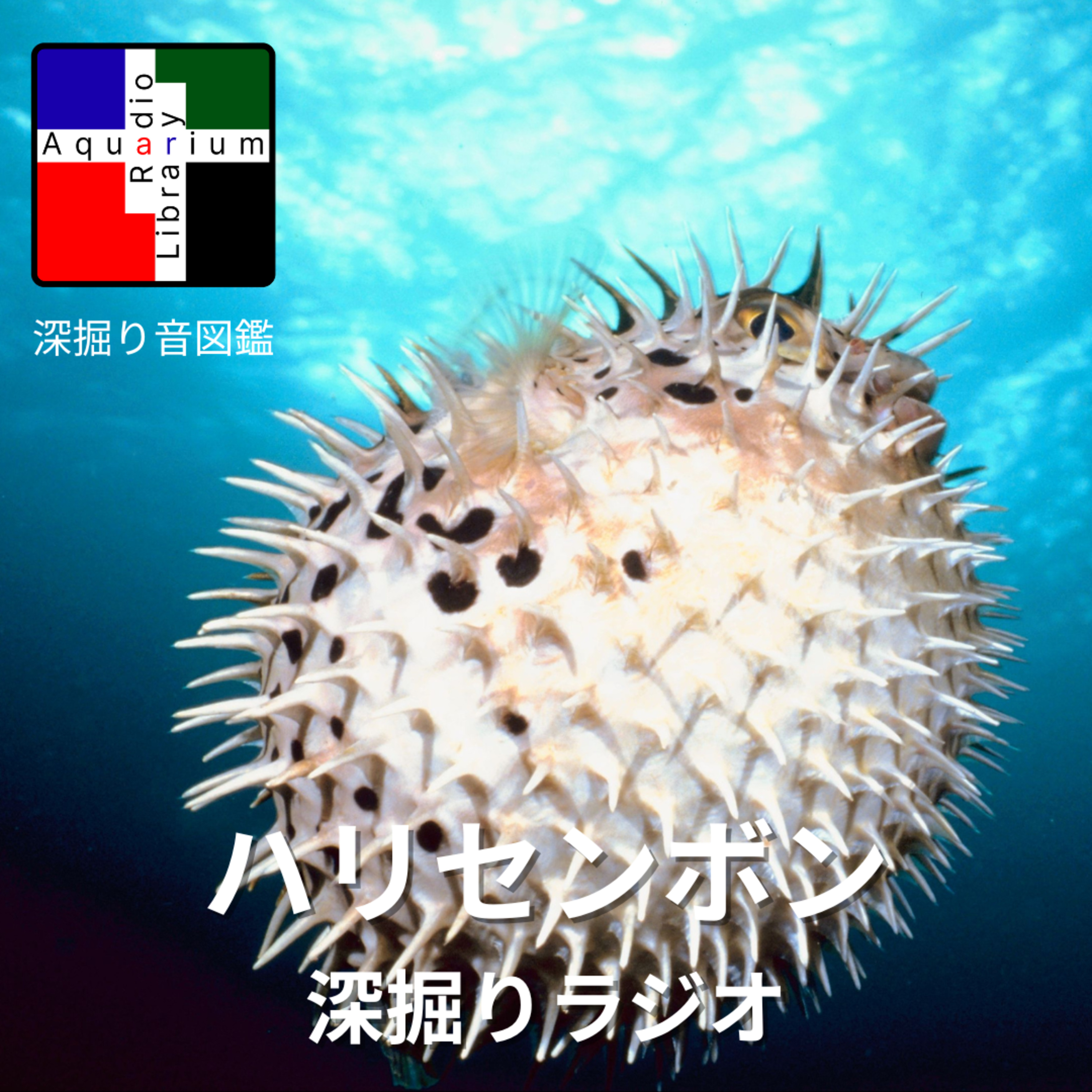 🦔🐡 ハリセンボンの針は1000本じゃない⁉ 毒から薬まで、驚きの素顔に迫る【深掘りラジオ】 episode artwork