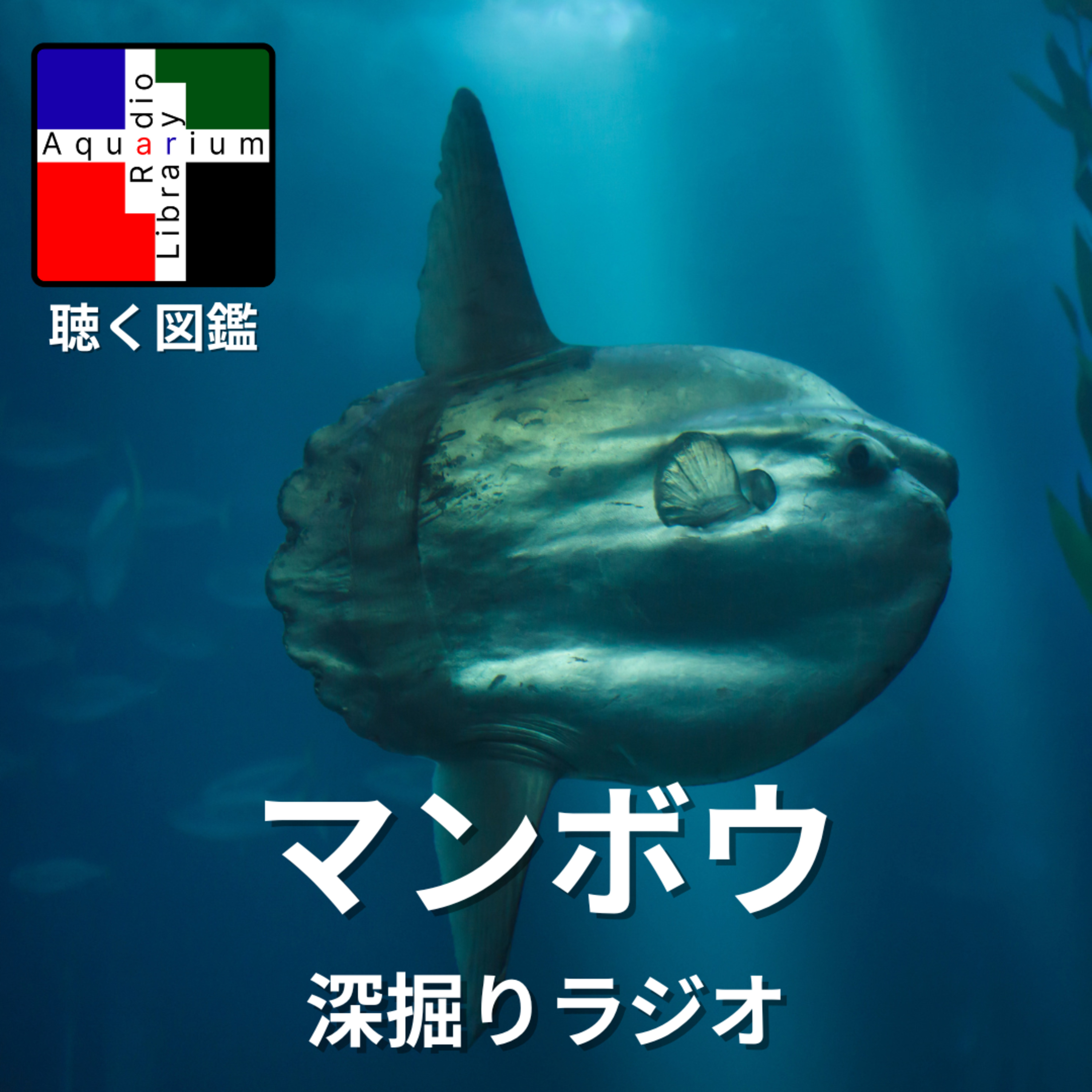 【衝撃の新事実！「怠け者」マンボウは実は深海のハンターだった〜最新科学が明かす驚きの生態と海洋生態系の未来〜】 episode artwork