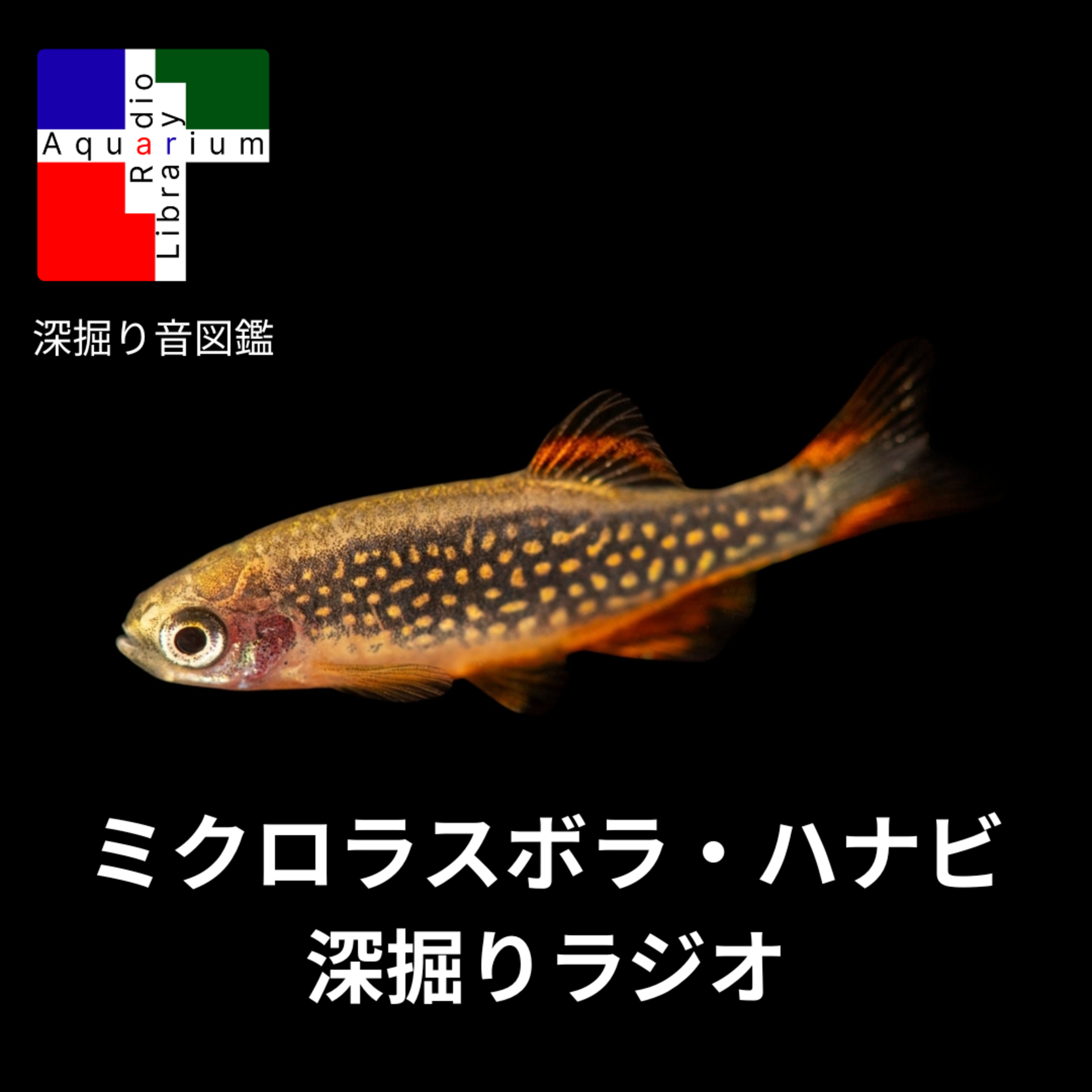 【深掘りラジオ】天井の宝石、ミクロラスボラ・ハナビ（ダニオ・マルガリタートゥス）の知られざる物語 episode artwork