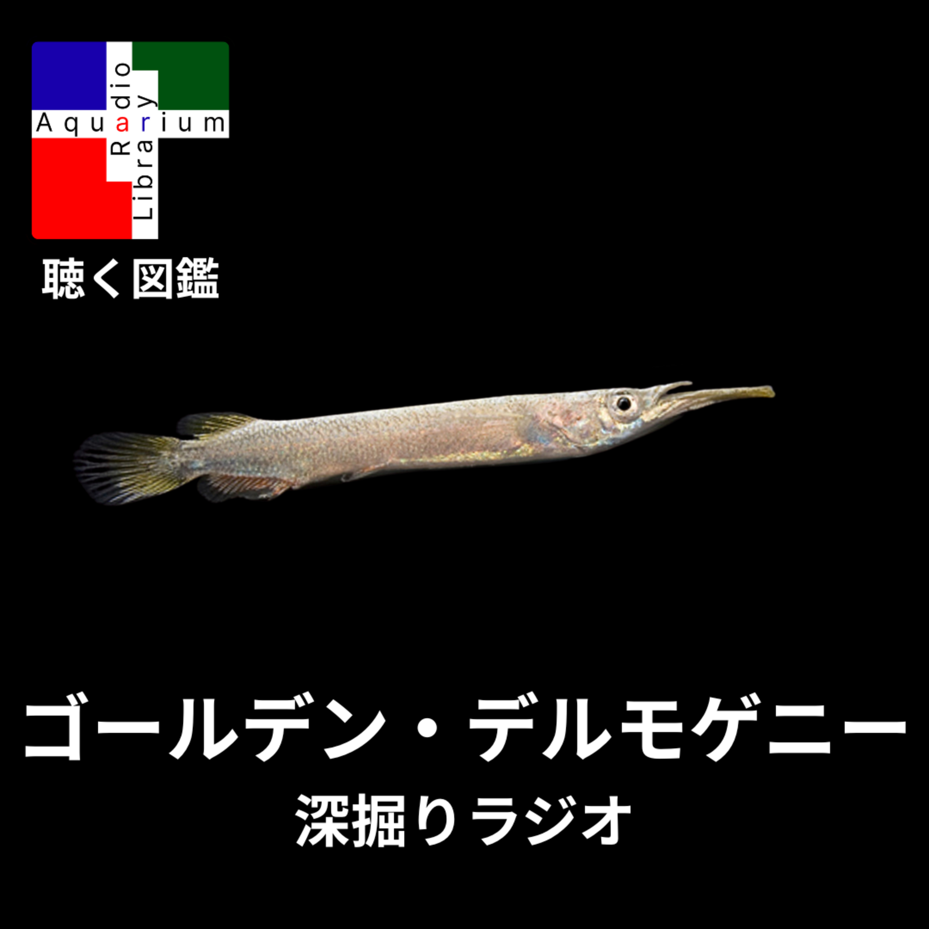 深掘りラジオ：ゴールデン・デルモゲニー ～その分類、生態、そして人間との関わり～ episode artwork