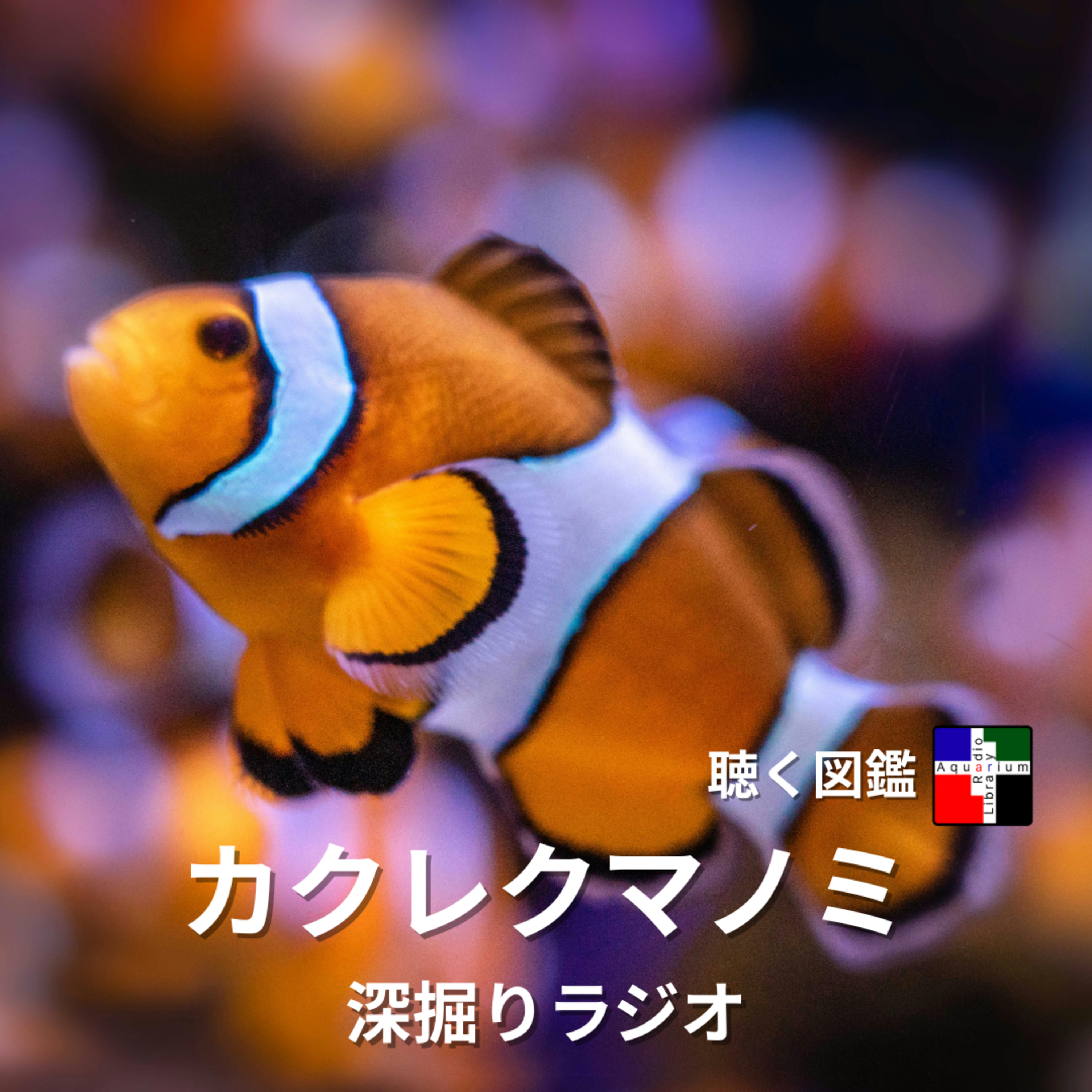 ただ可愛いだけじゃない！カクレクマノミの驚くべき生態と思わぬ素顔 episode artwork