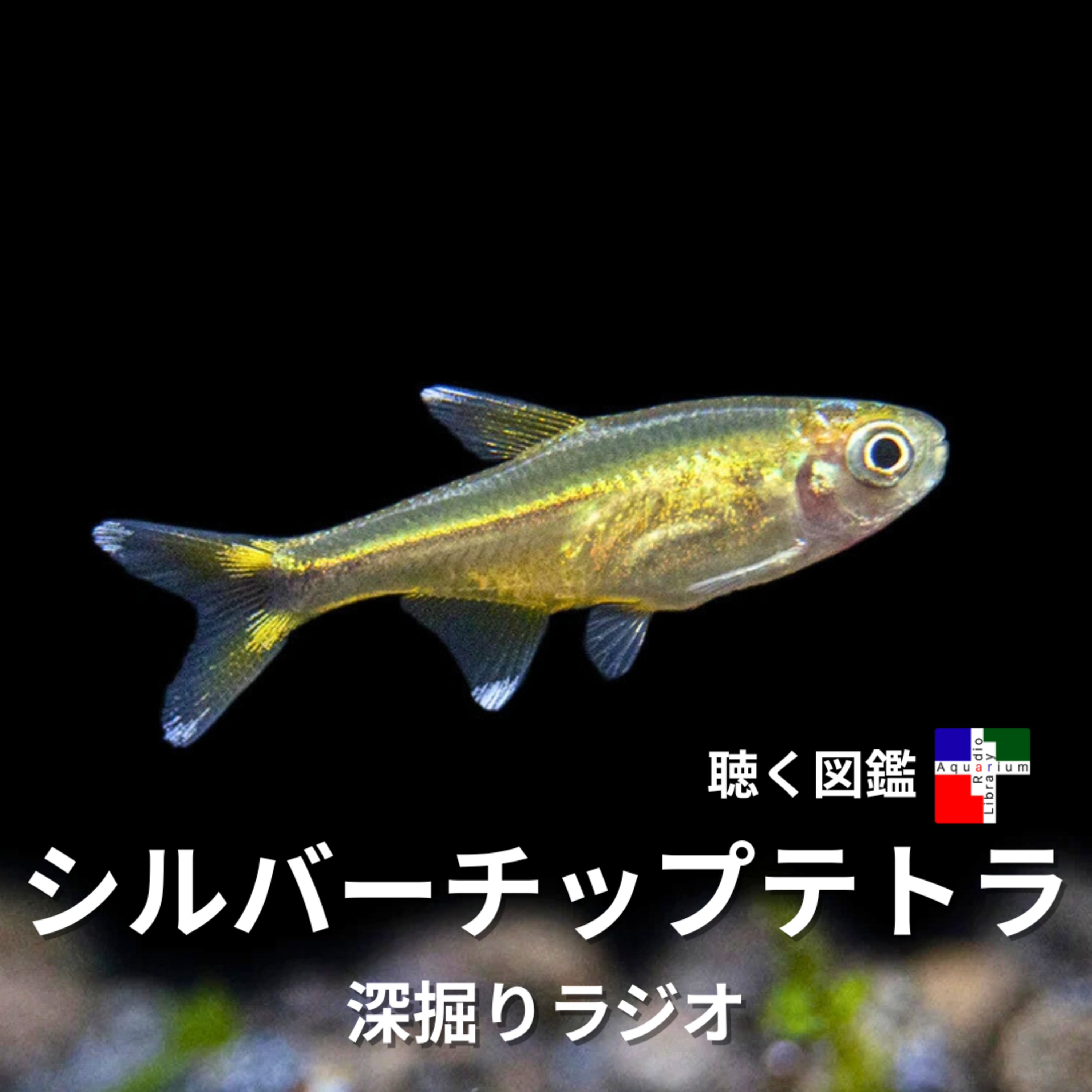 シルバーチップ・テトラ：アクアリウムの人気者から科学研究の最前線へ！失われた脂ビレと驚きの適応力 episode artwork