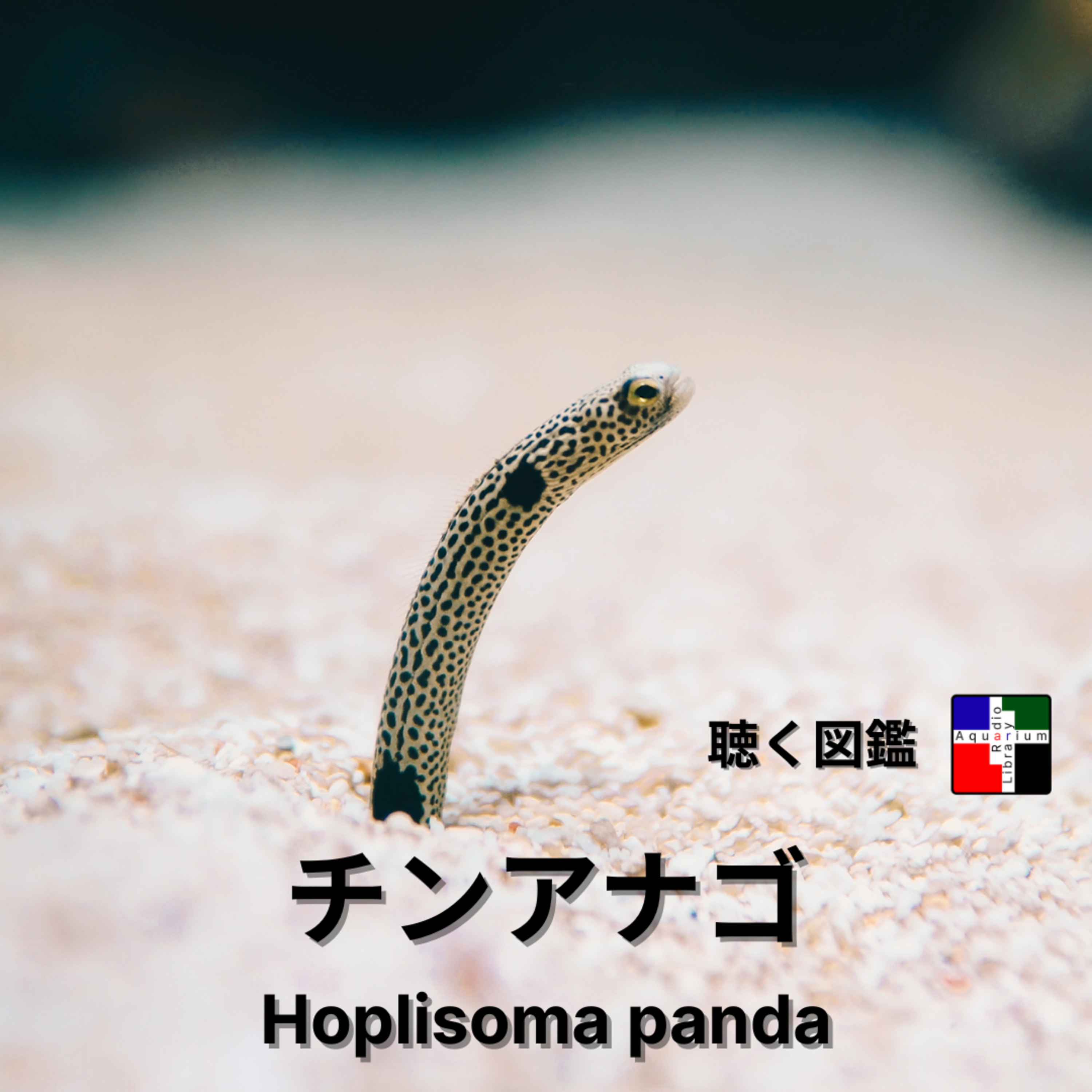チンアナゴ深掘り：発見秘話から現代文化まで、砂の庭の賢者とその未来 episode artwork