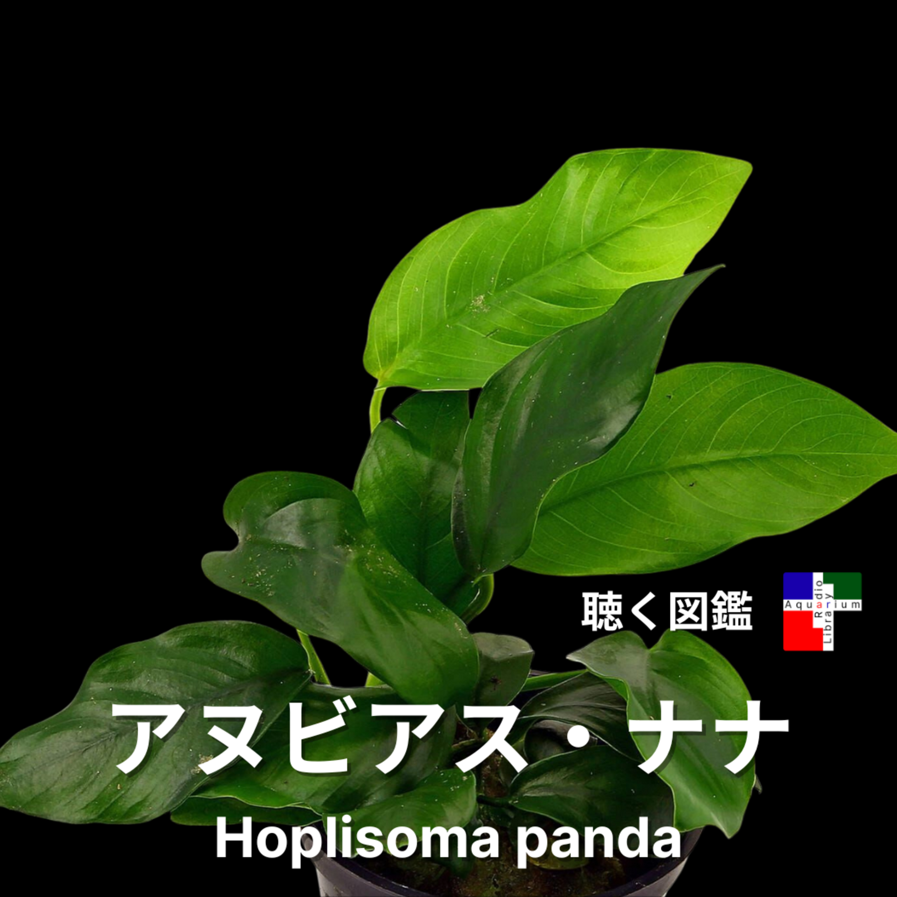  水草の王様！アヌビアス・ナナのすべてを深掘り解説 episode artwork
