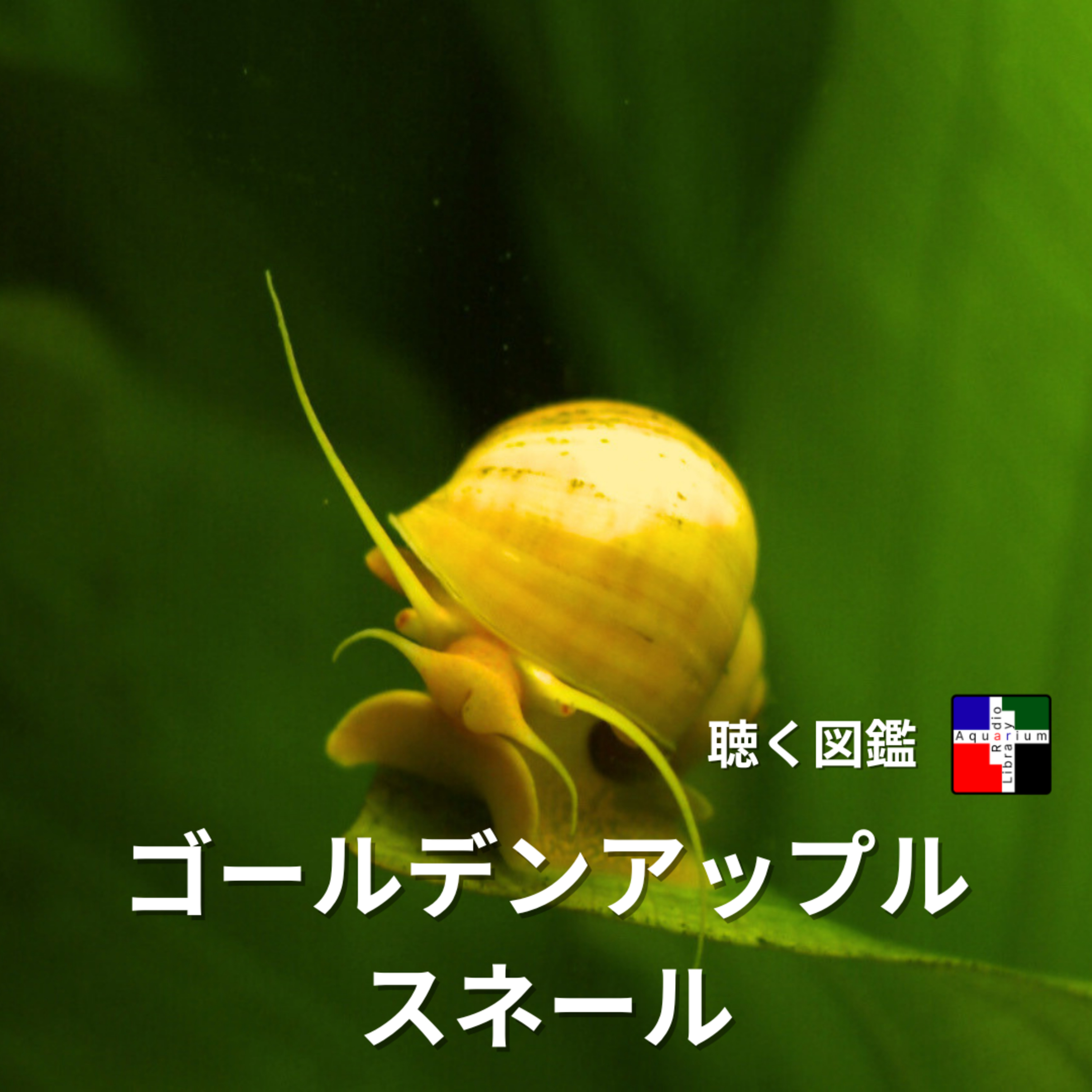 知ってる？ゴールデンアップルスネール「美しき掃除屋」と「最悪の害虫」の真実〜名前の混乱を解き明かす episode artwork