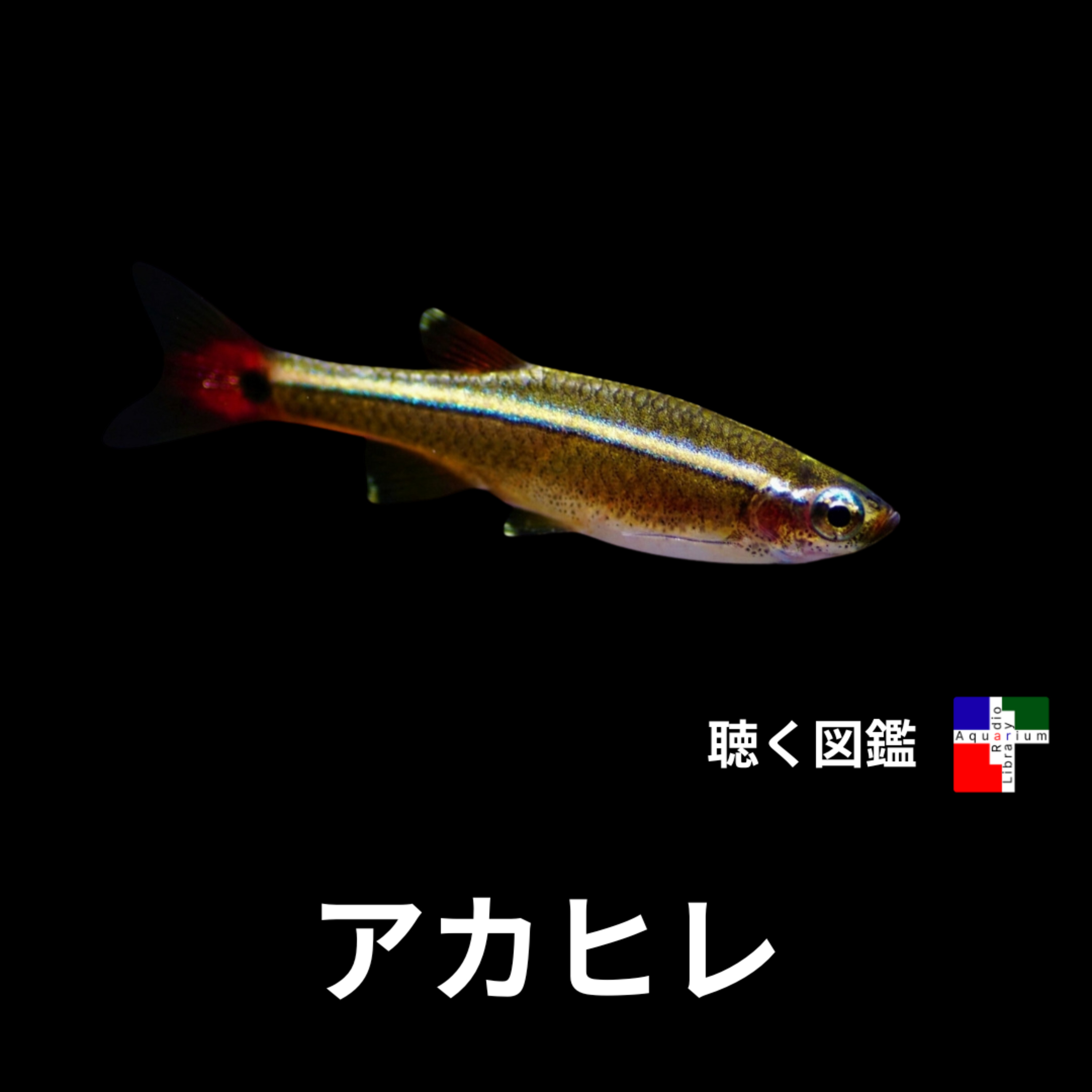 あなたの水槽にもいるかも？ 小さな魚「アカヒレ」に秘められた壮大な物語 episode artwork
