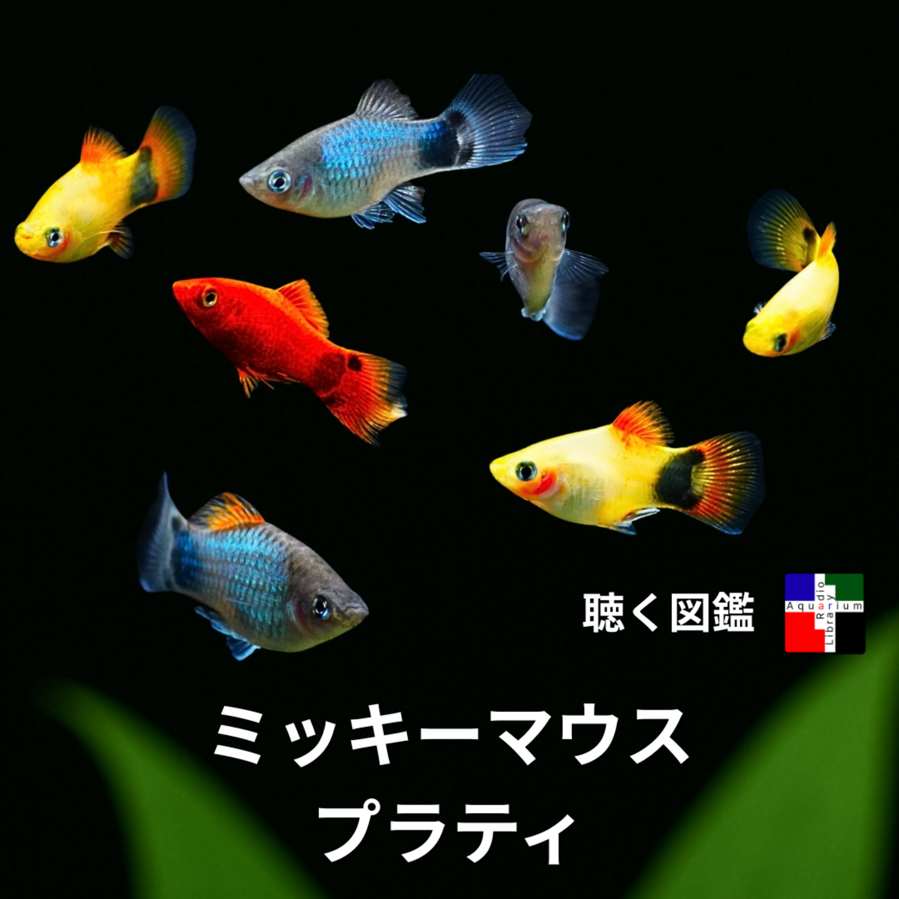ただの可愛い魚じゃない！？ミッキーマウスプラティの驚くべき素顔 episode artwork
