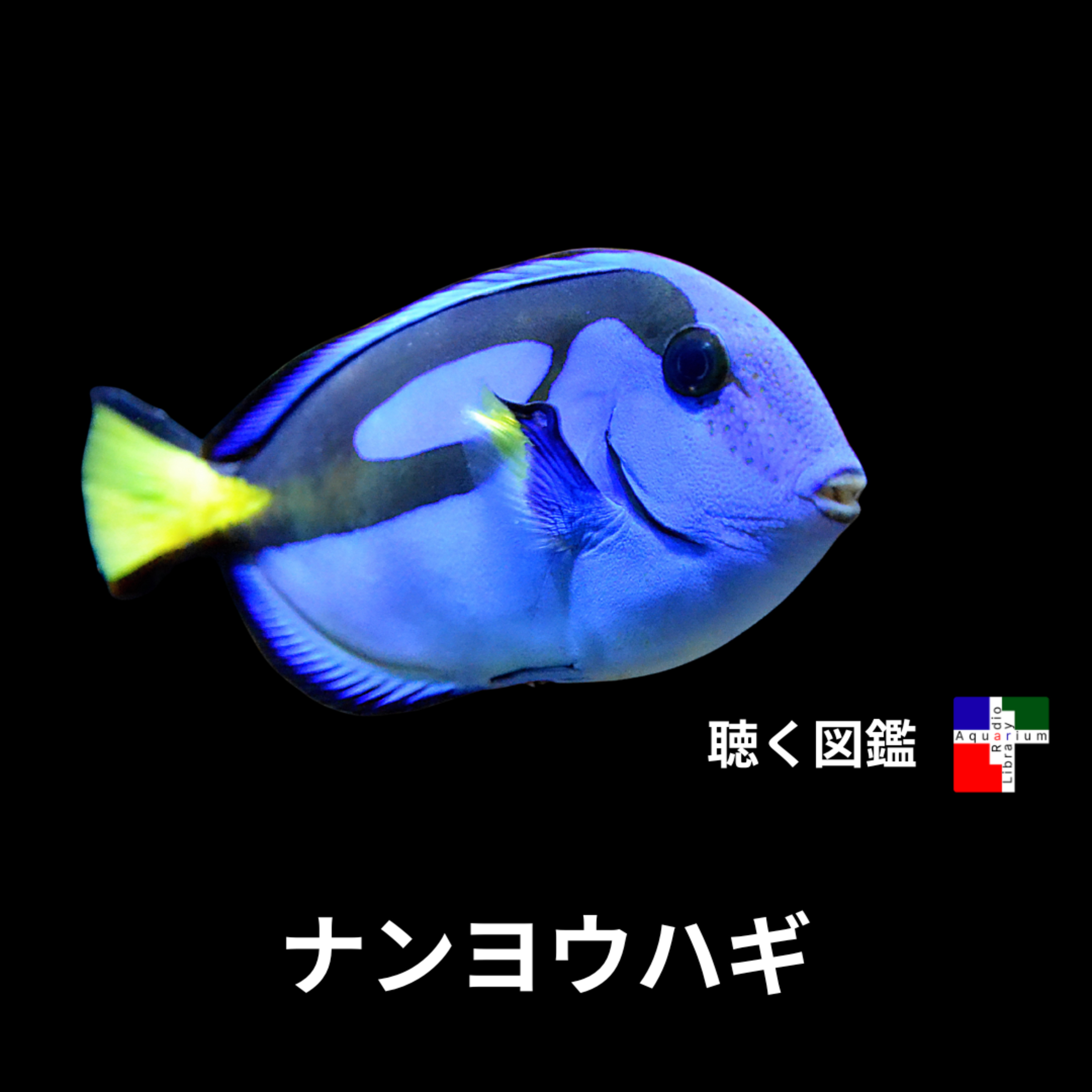 ナンヨウハギ：可愛さの裏に潜む科学と光と影～ドリー効果からシアン化物漁まで～ episode artwork