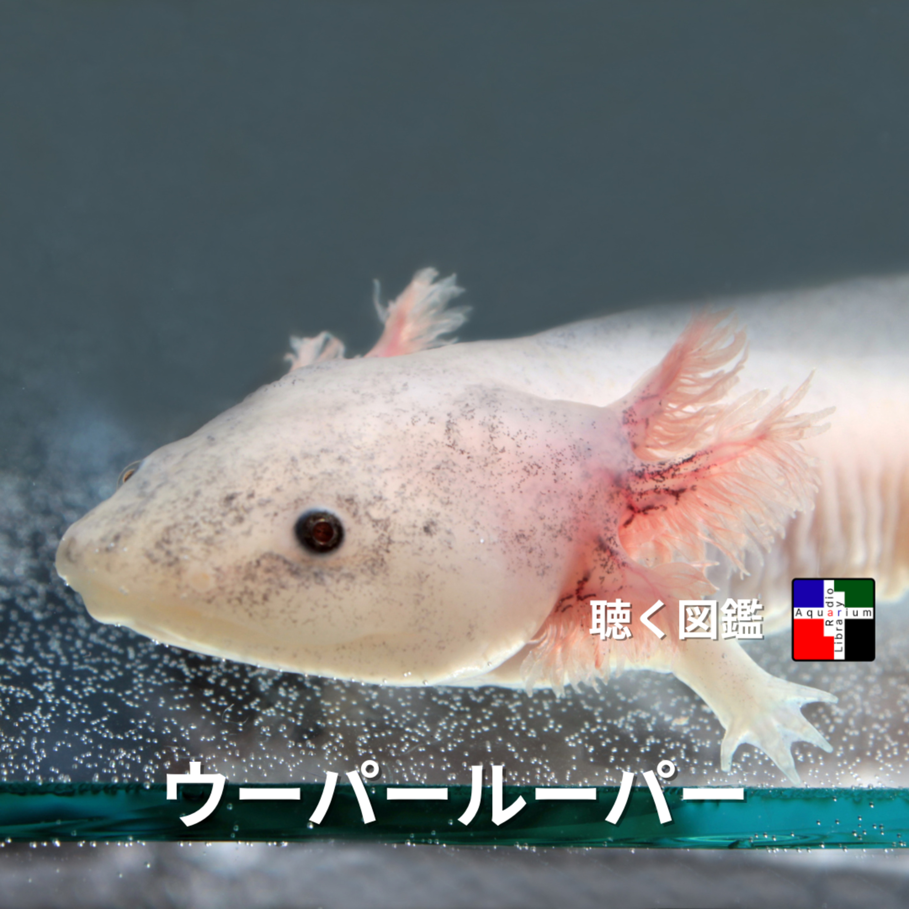 ウーパールーパーの微笑みに隠された神話と科学 episode artwork