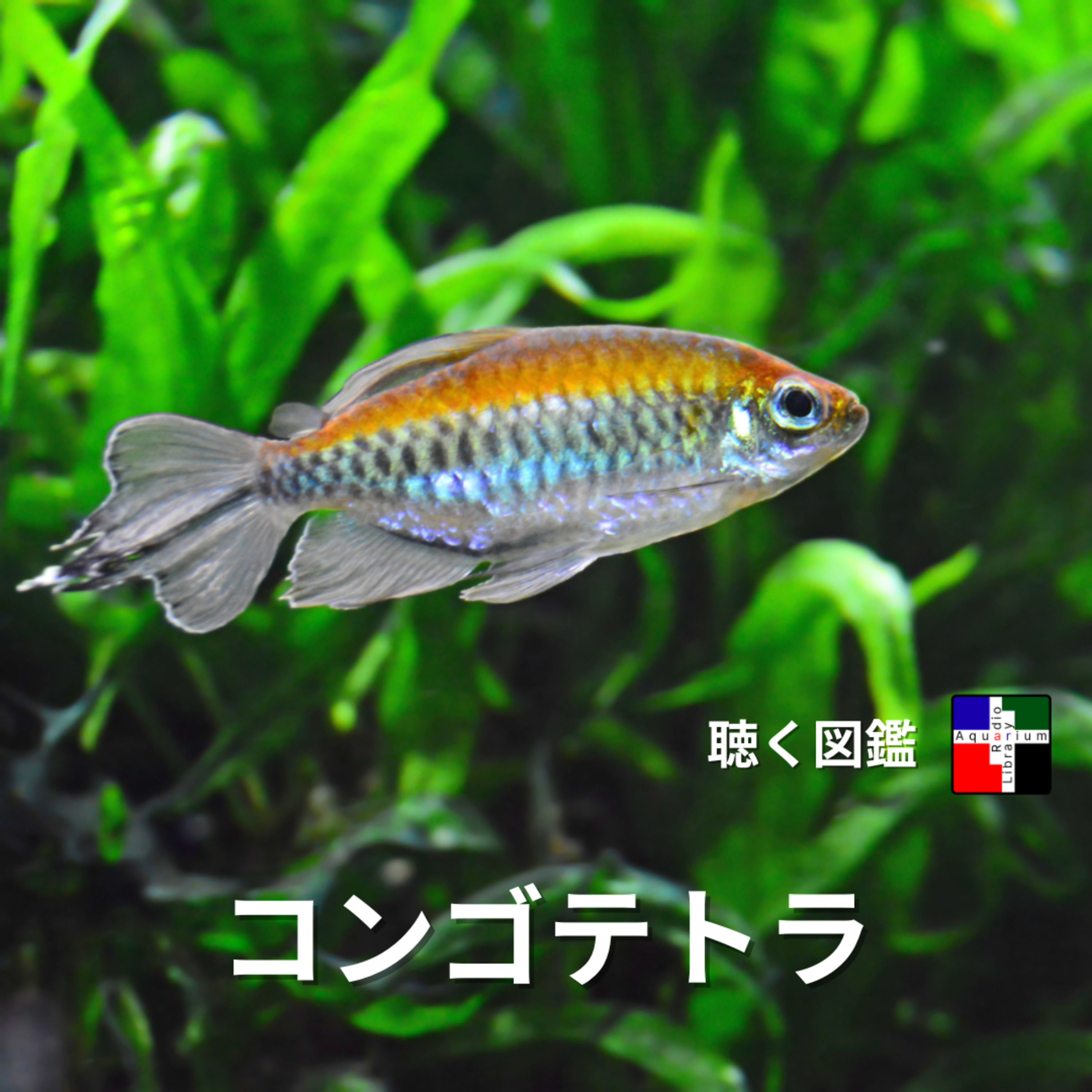 コンゴテトラ：一匹の魚が語る、科学と歴史の壮大な物語 episode artwork
