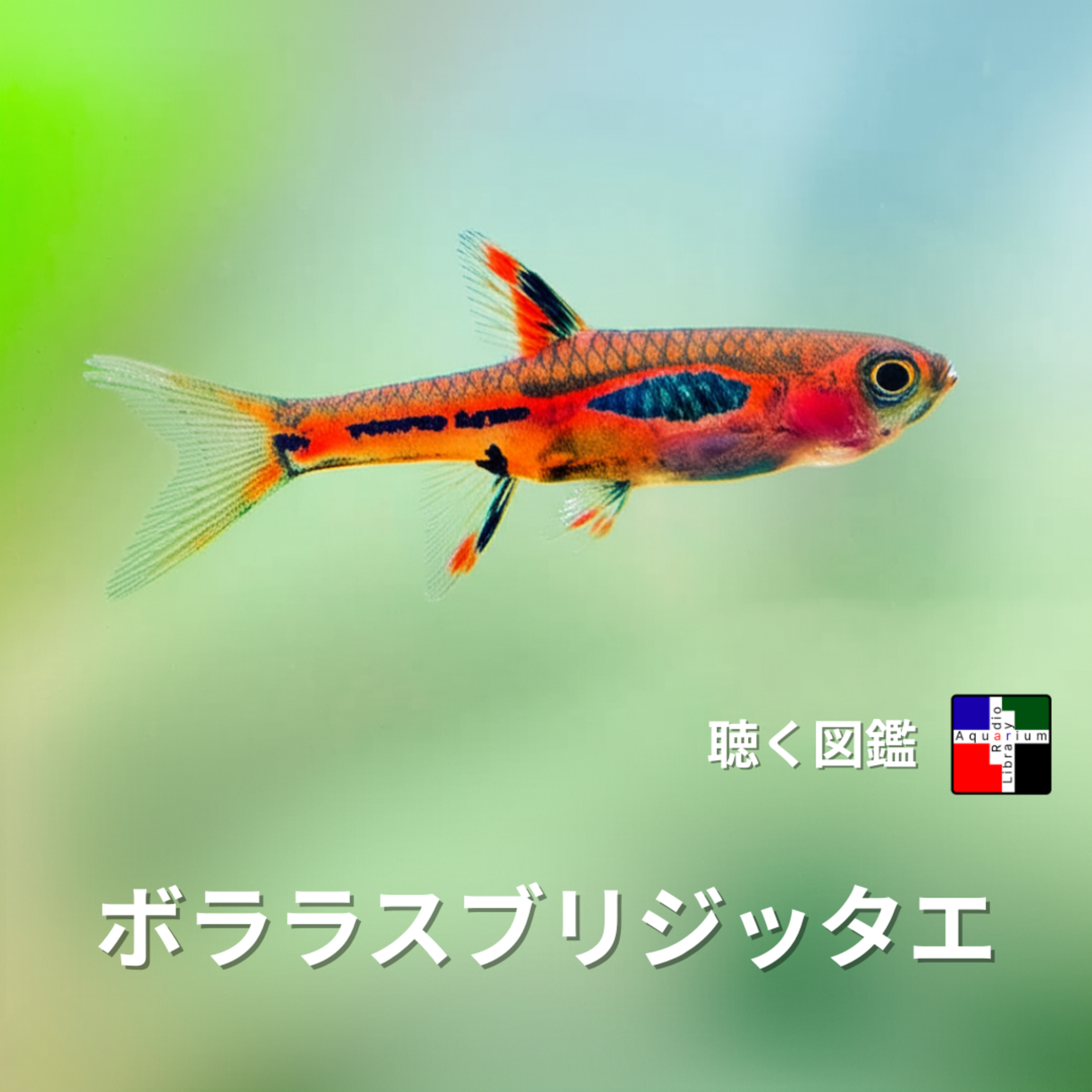 小さな宝石、ボララス・ブリジッタエの奥深き世界 episode artwork