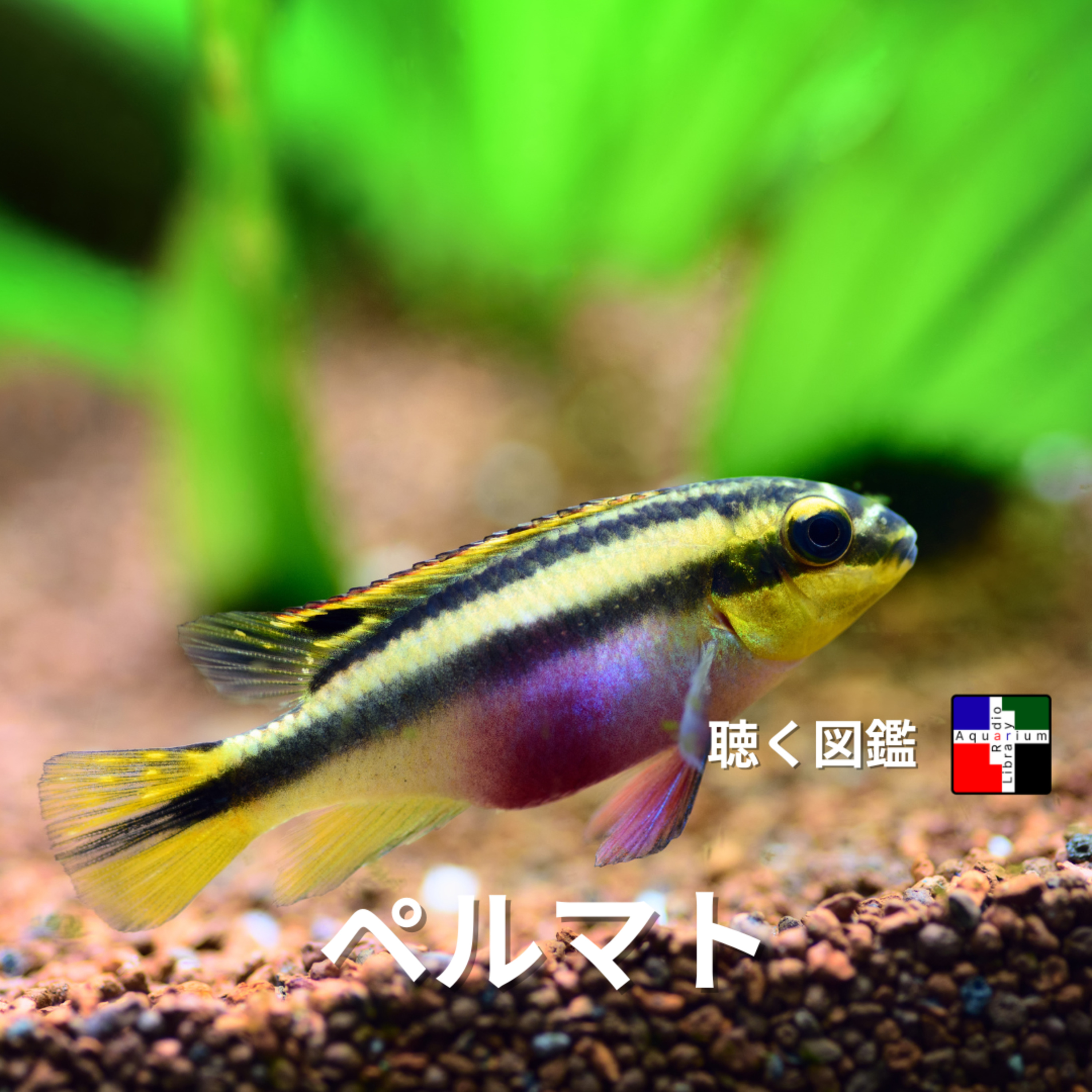深掘り！身近な「ペルマト」が持つ驚異の適応戦略と複雑な生命の謎～学名・進化・性決定から考える外来種問題～ episode artwork