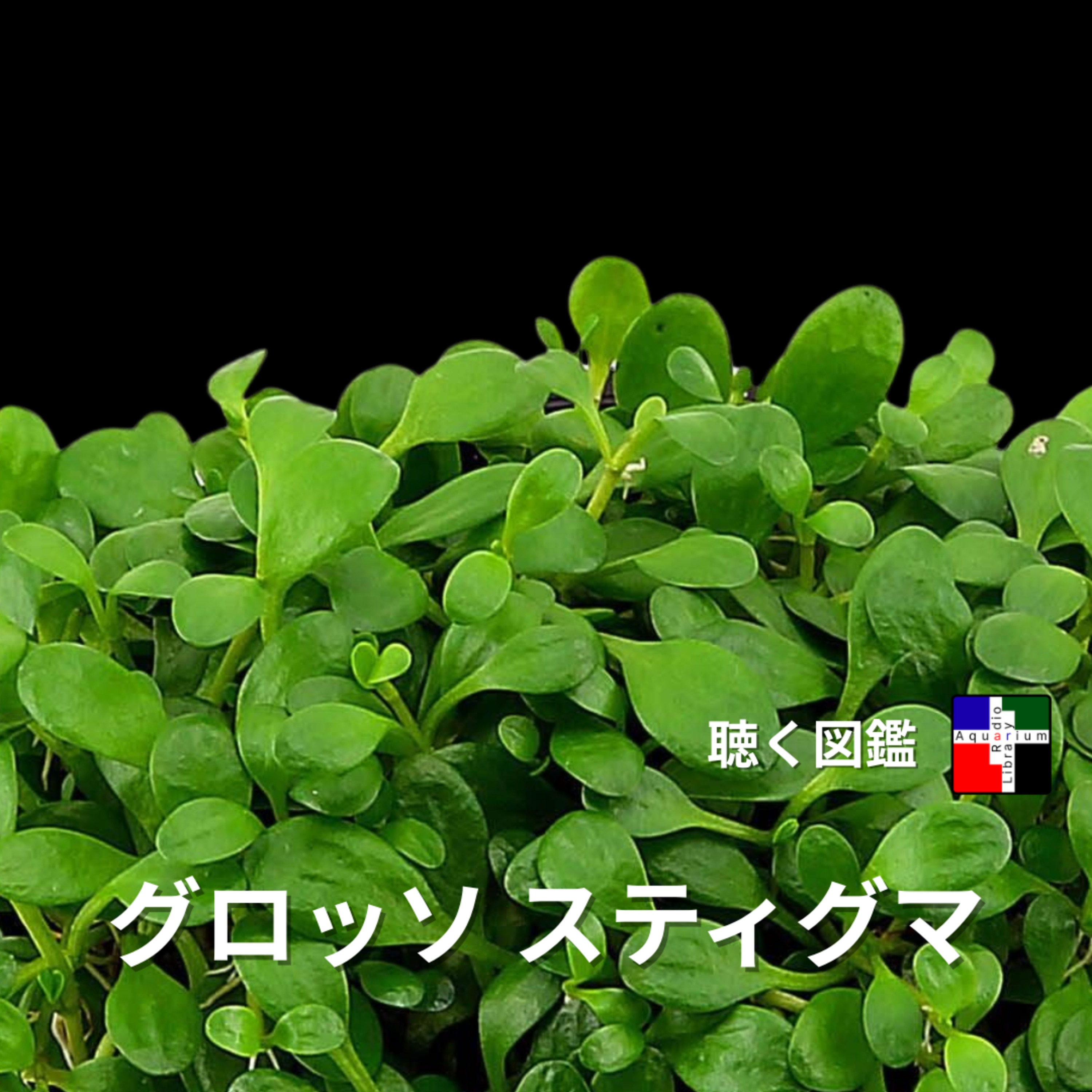 グロッソスティグマ：小さな水草が世界のアクアリウムと科学を変えた秘密 episode artwork