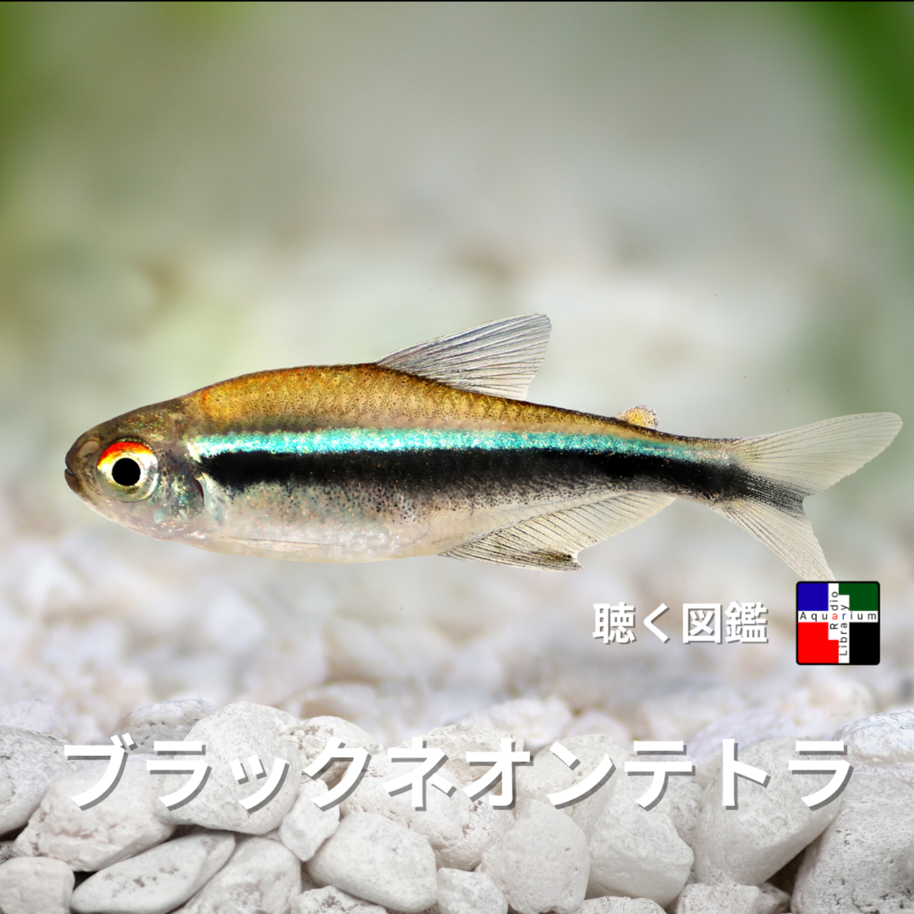 ブラックネオンテトラ：アクアリウム雑誌発の珍種からゲノム解析、驚きの進化、そしてゲーム課金事件まで！ episode artwork