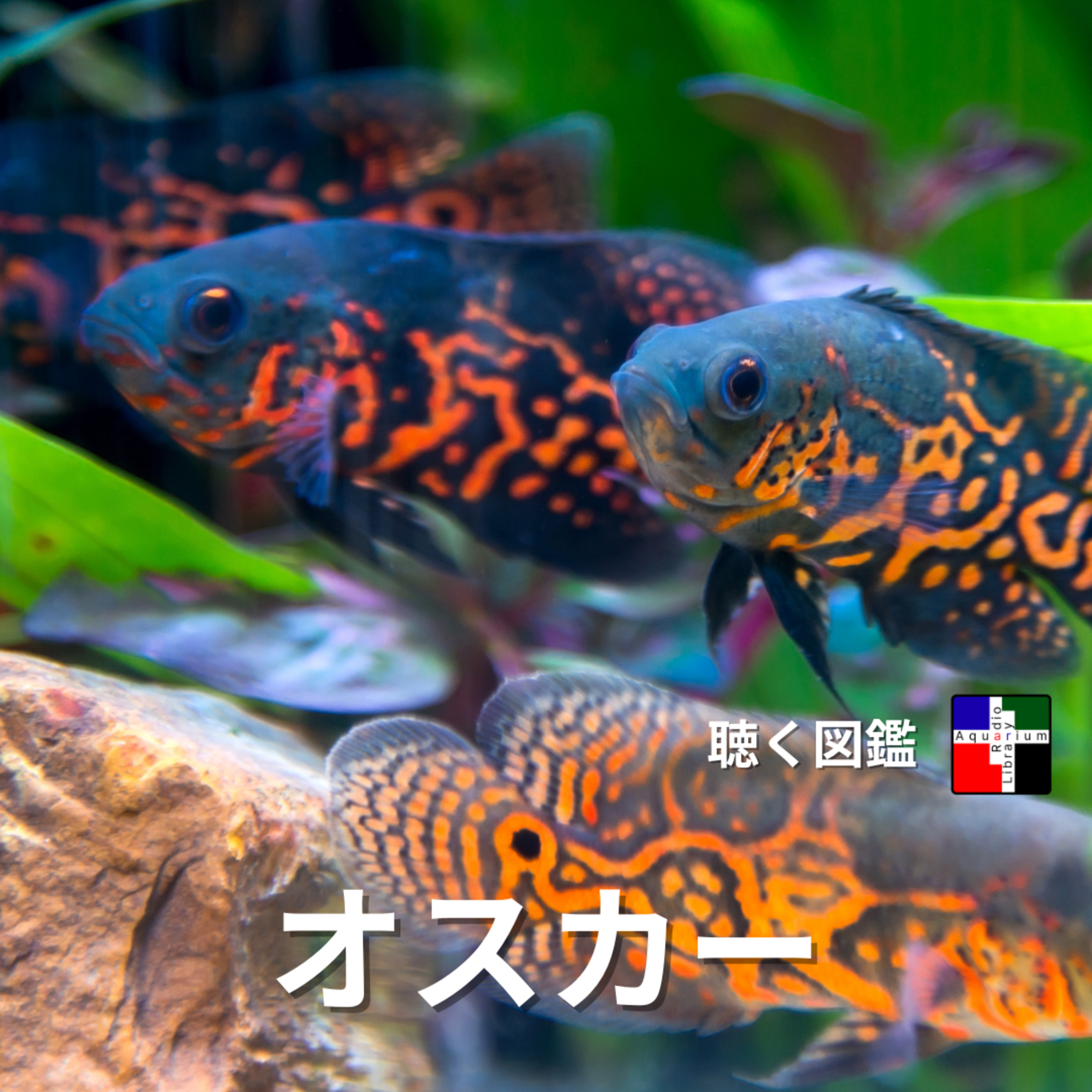オスカー：誤解と隠れた多様性、そして私たち人間との複雑な関係〜南米原産の魚が問いかける外来種問題と共存の未来〜 episode artwork