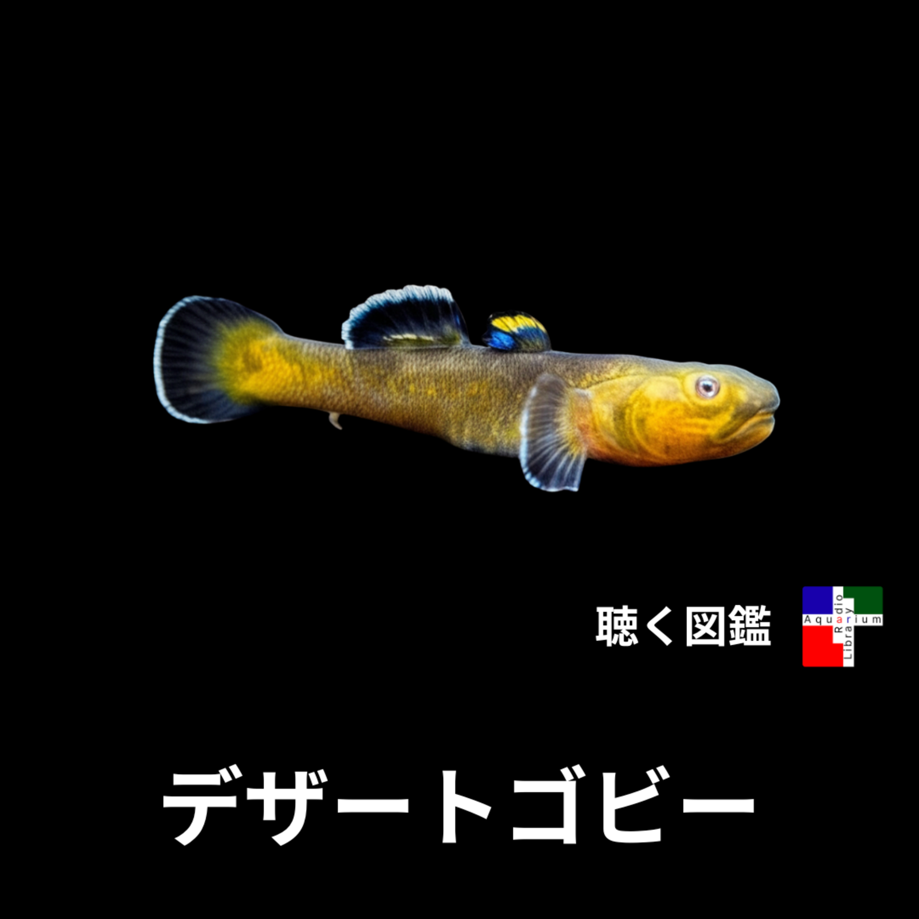 砂漠に潜む驚異の魚デザートゴビー：極限適応の秘密と未来への問い episode artwork
