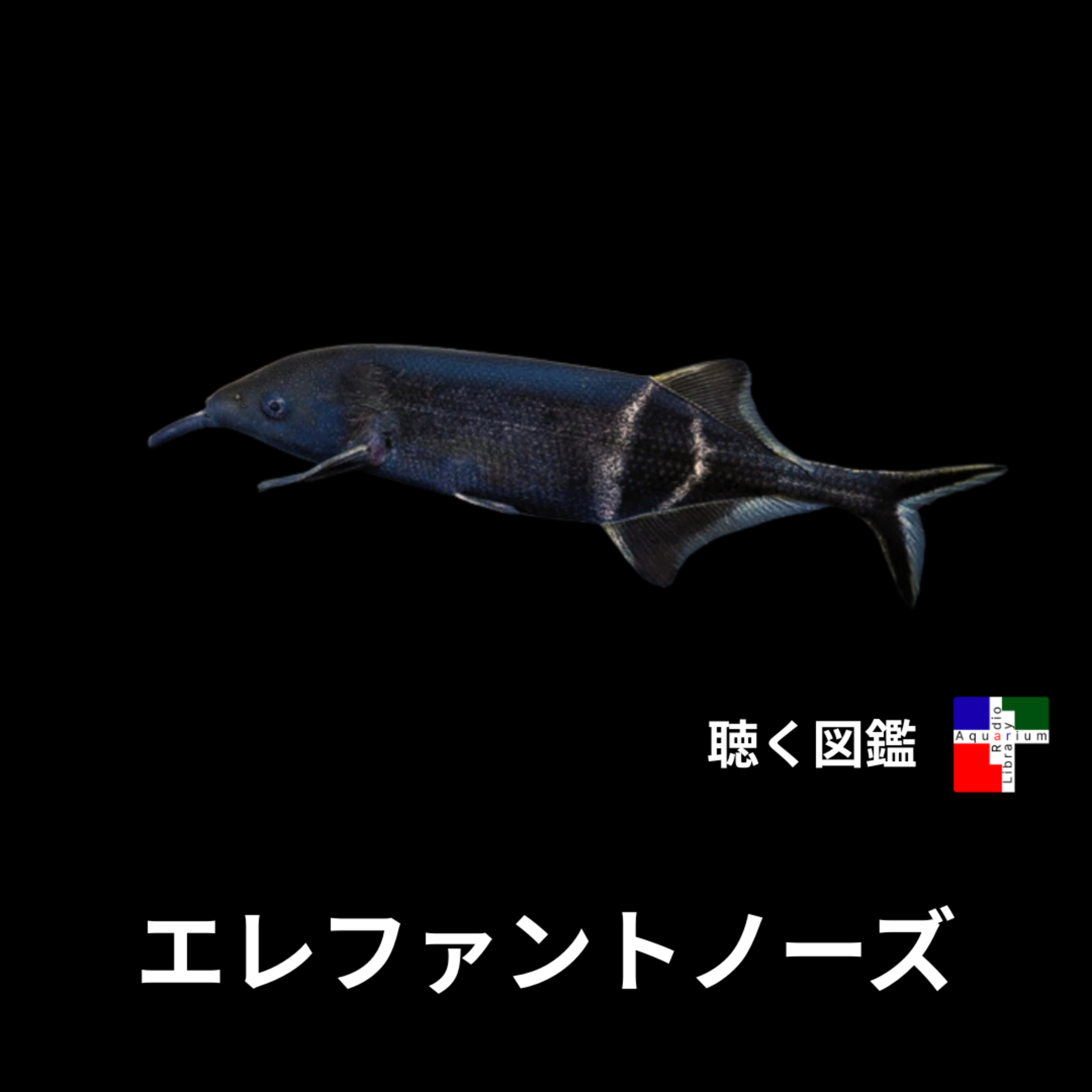 エレファントノーズフィッシュ：象の鼻、第六感、そして群れの知性〜古代神話から最新AI応用まで〜 episode artwork