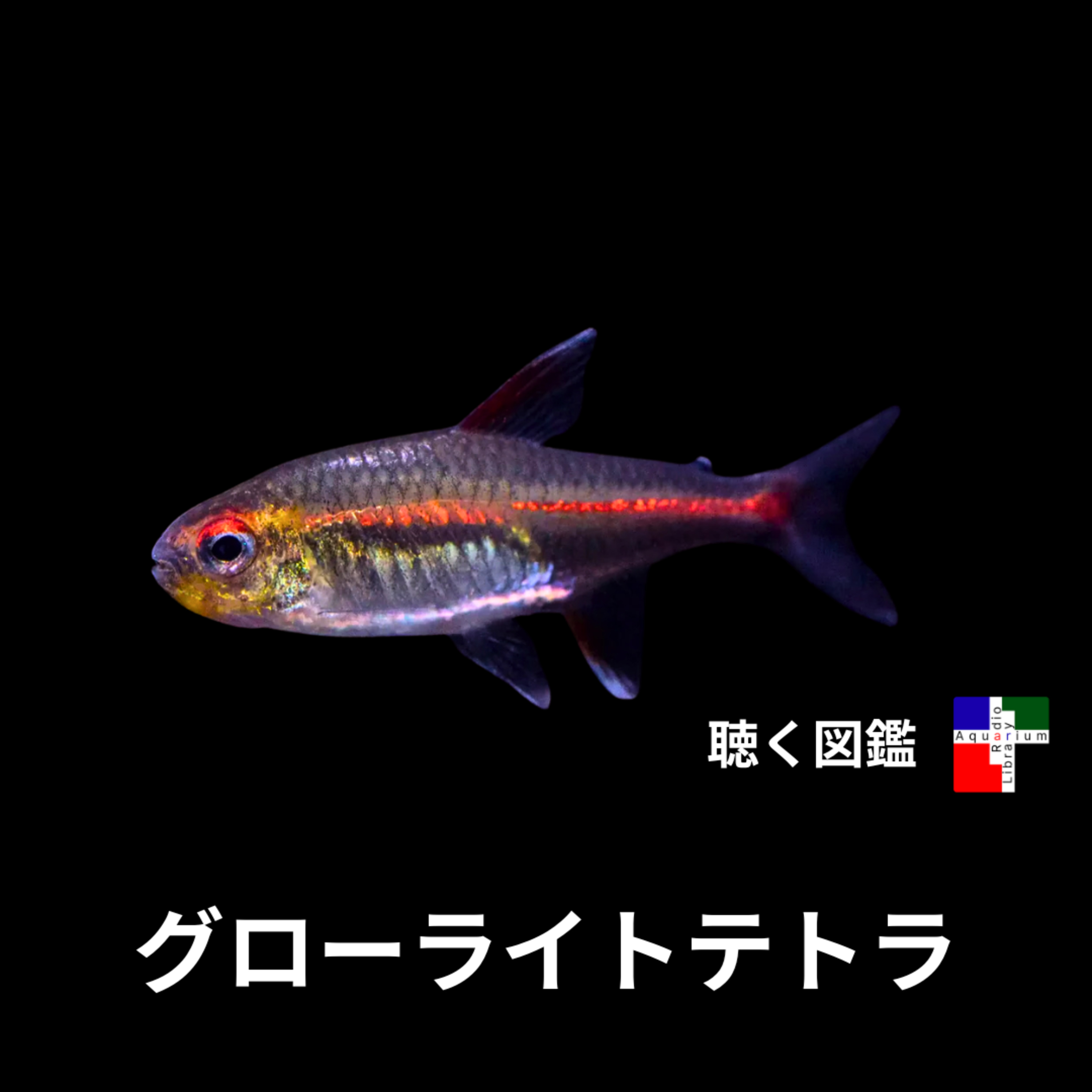 小さな光の大革命：グローライトテトラが覆す生命の常識 episode artwork