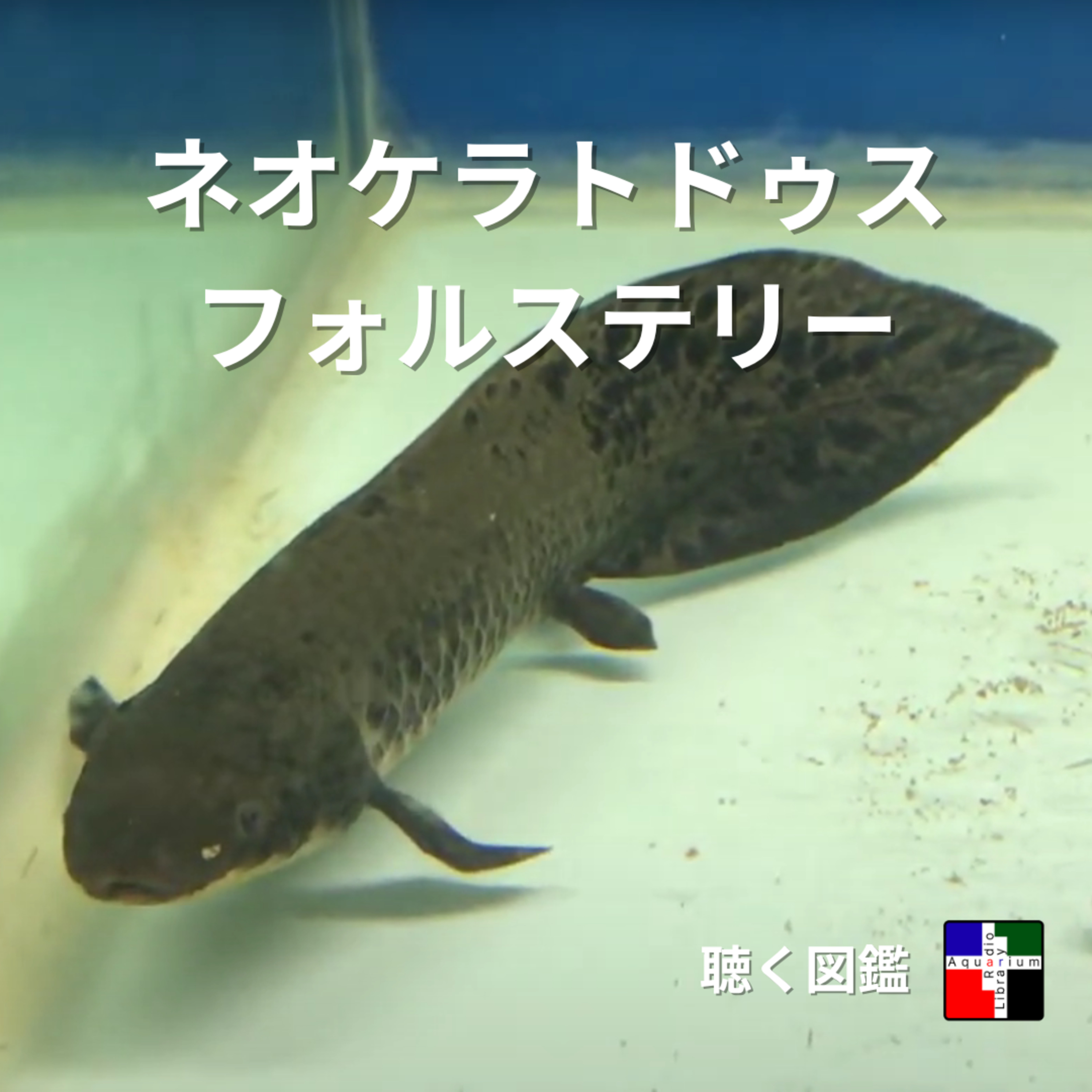 輝きの裏側：あなたの最も近い“魚”の親戚、オーストラリアハイギョの生存戦略 episode artwork