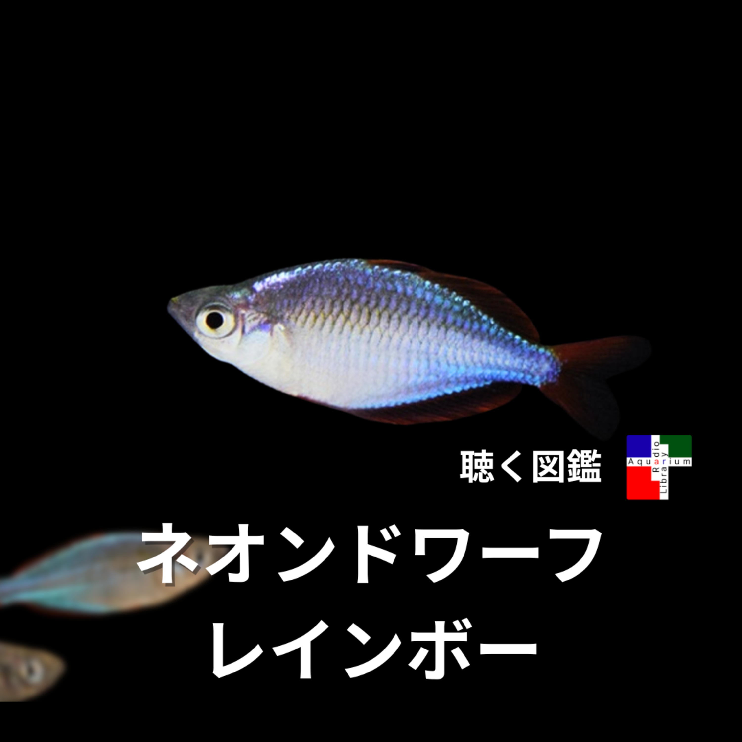 宝石魚が照らす未来：ネオンドワーフレインボーに秘められた科学のパラドックス episode artwork