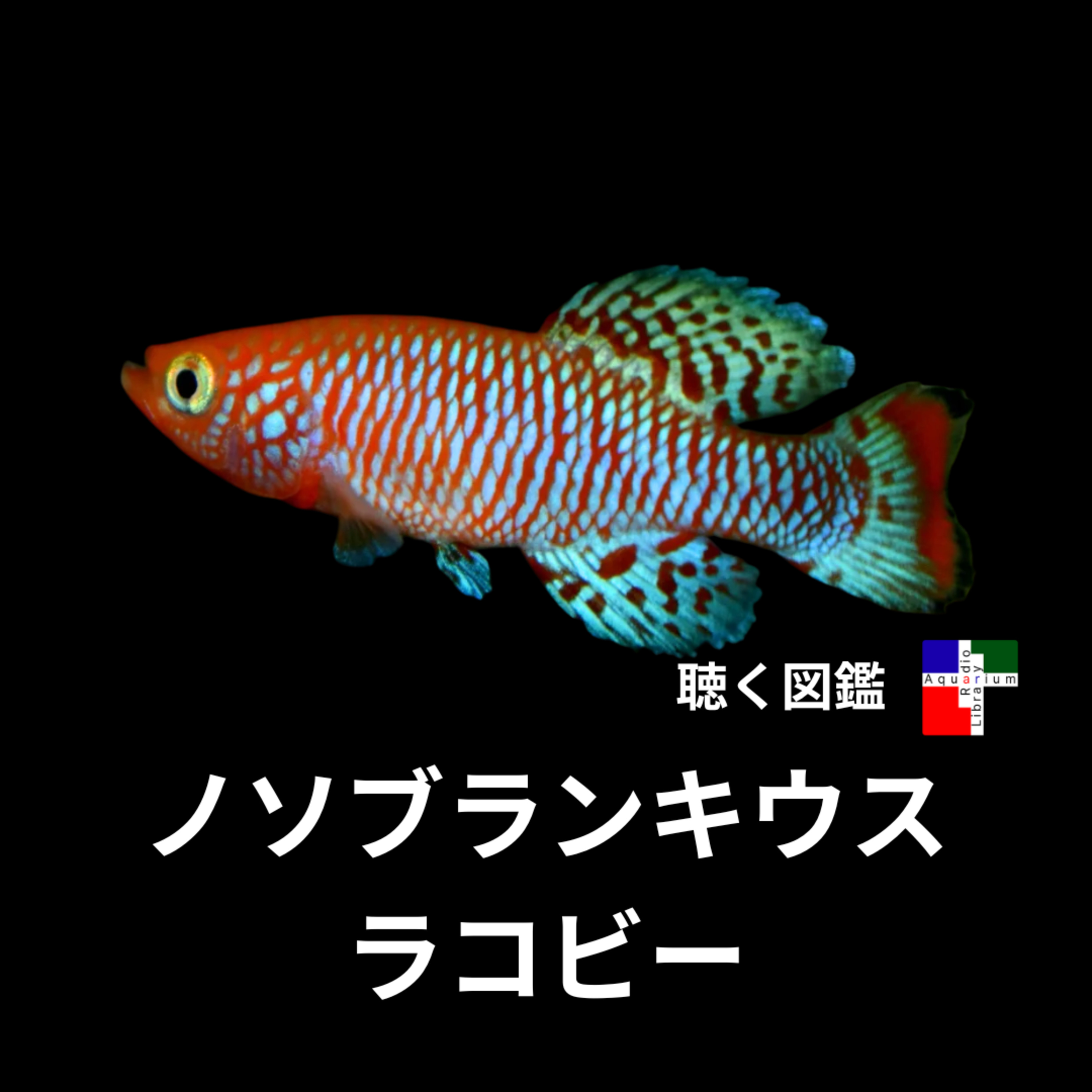 年で一生を終える魚「ノソブランキウス」の驚くべき生存戦略 episode artwork