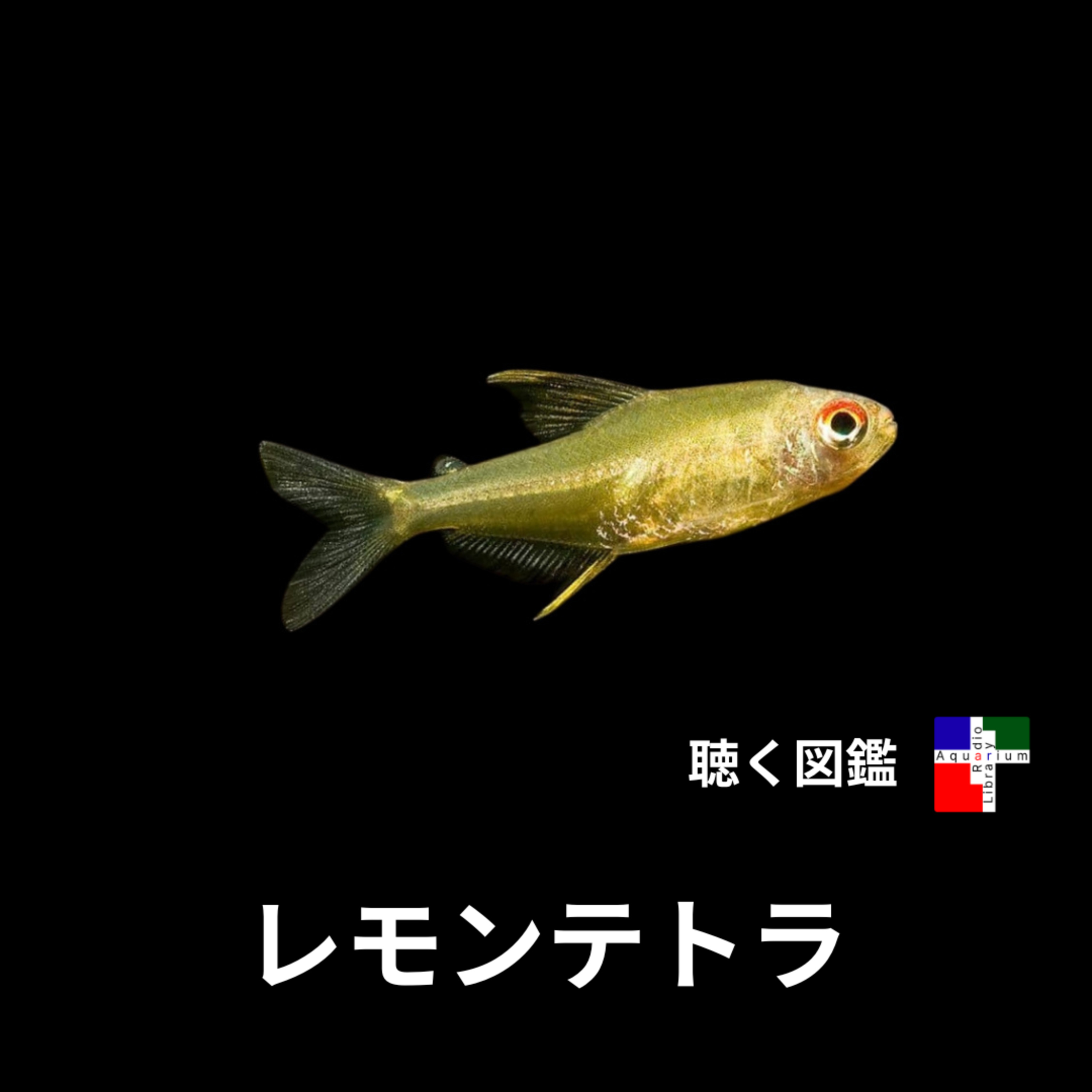 レモンテトラの半世紀の謎：その発見史と飼育の本当の秘訣 episode artwork