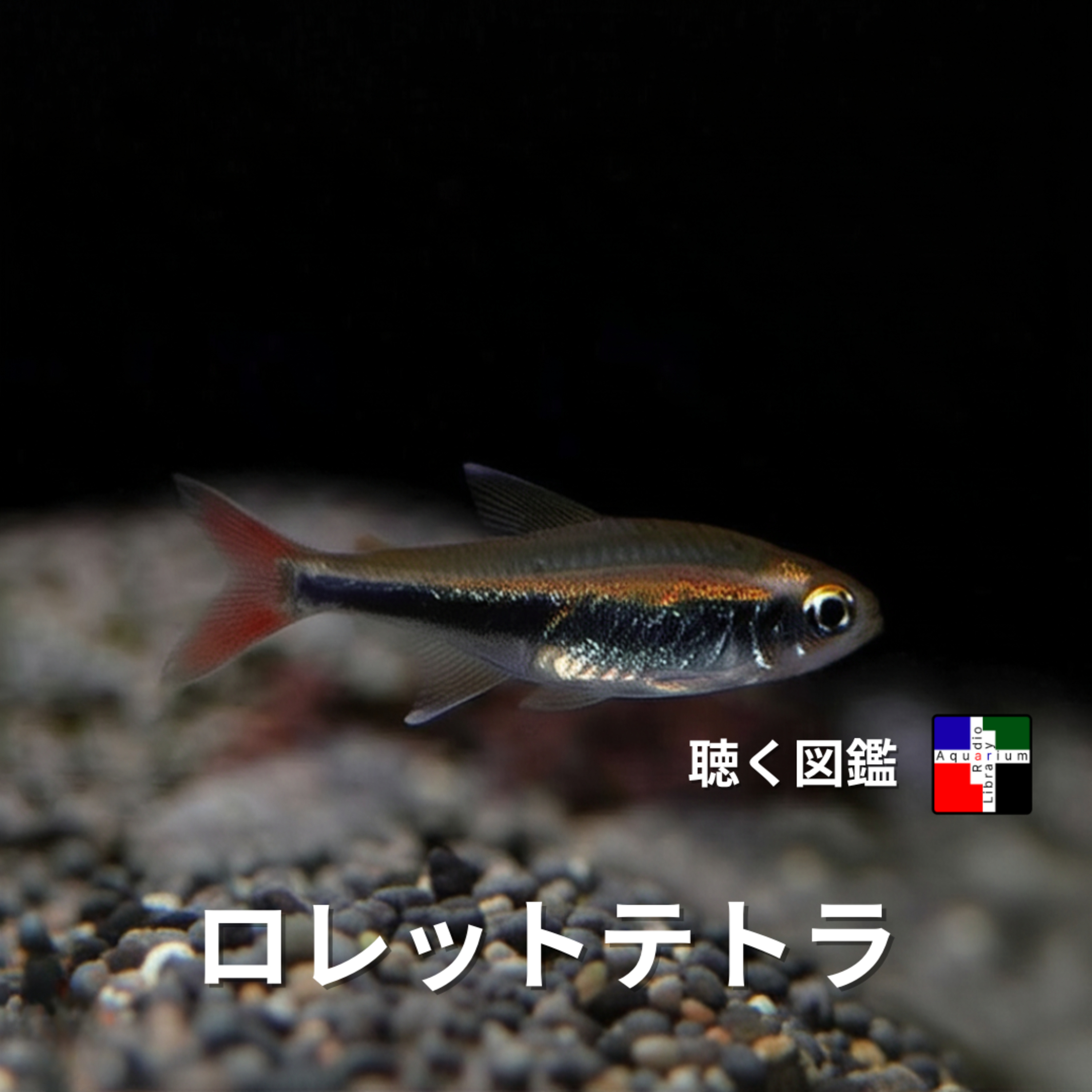 ロレットテトラの謎：アマゾンの秘宝と進化する分類学の最前線 episode artwork