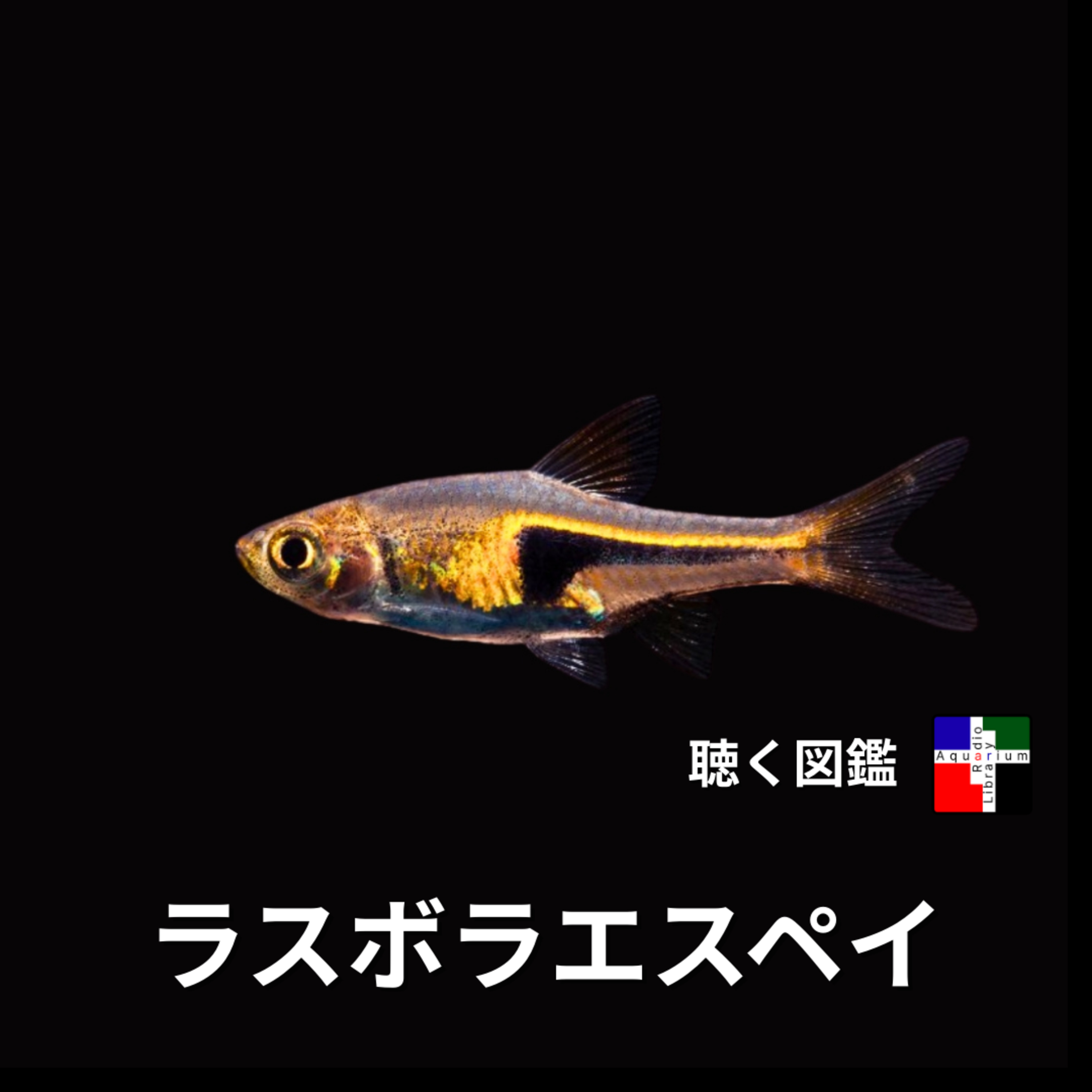 「酸性」と「アルカリ性」二つの故郷を持つ魚：ラスボラ・エスペイの驚異の生存戦略 episode artwork