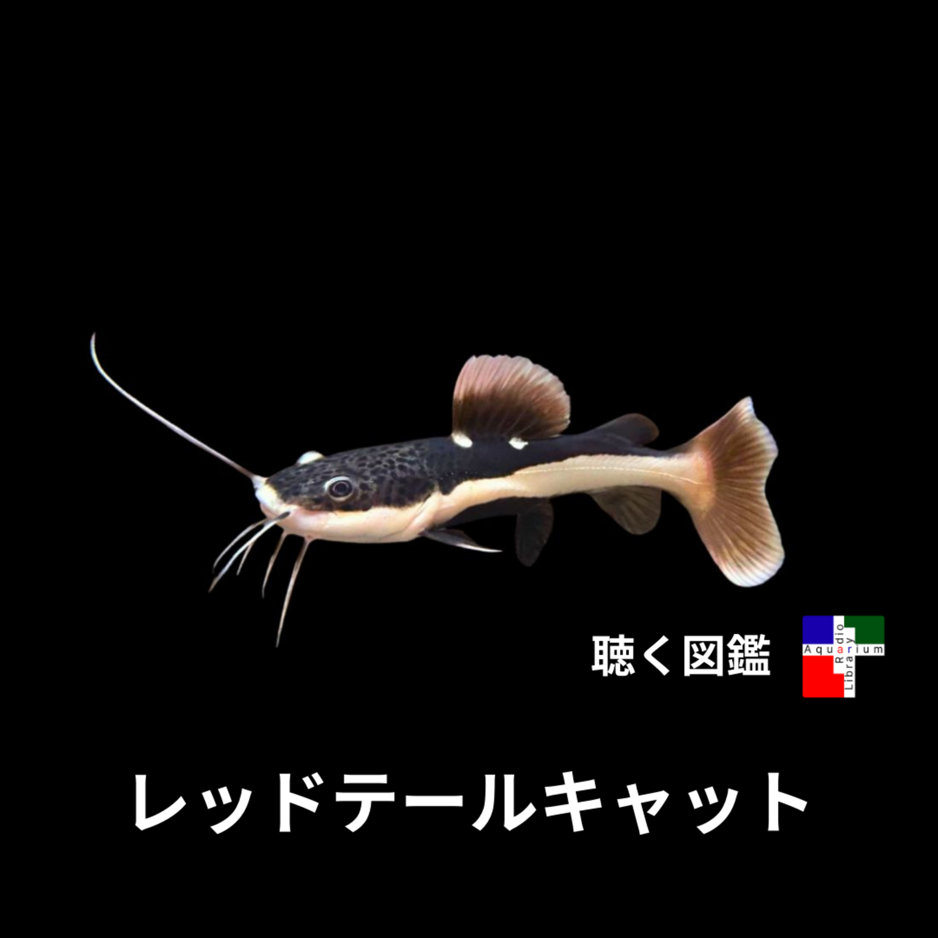 レッドテールキャット：1350万年のサバイバーか、生態系を脅かす怪物か episode artwork