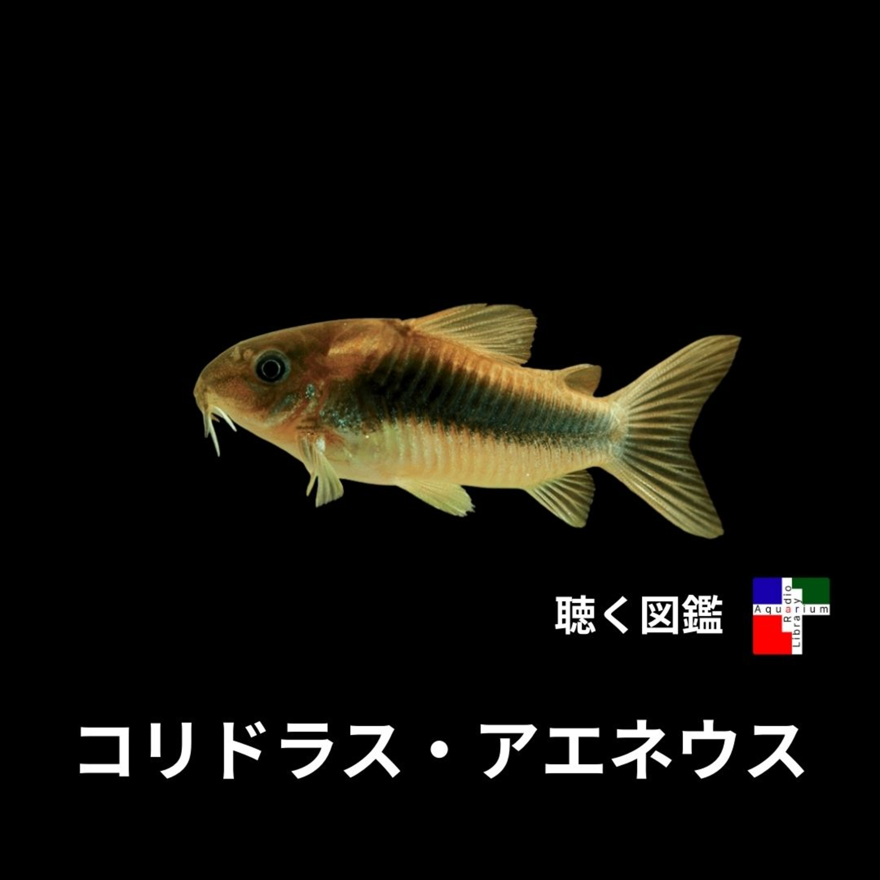 赤コリの衝撃の事実：お尻から空気を出し、精子を飲む魚 episode artwork