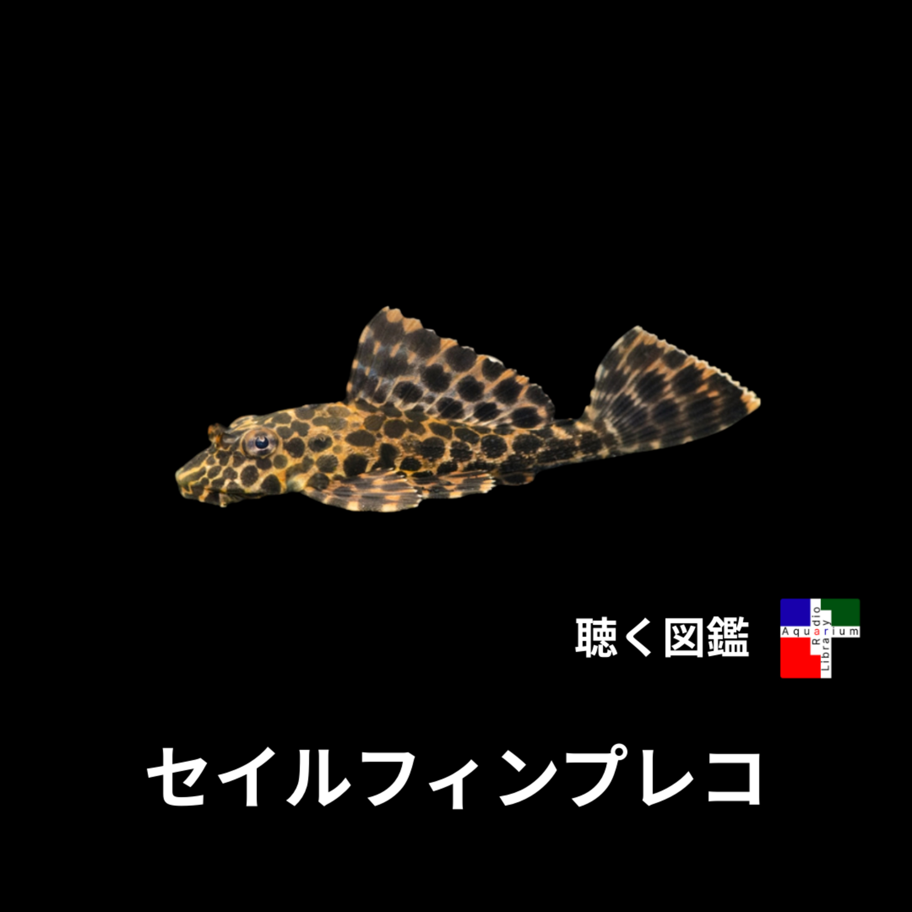 セルフィンプレコの脅威：「悪魔の魚」はなぜ世界を侵略したのか episode artwork
