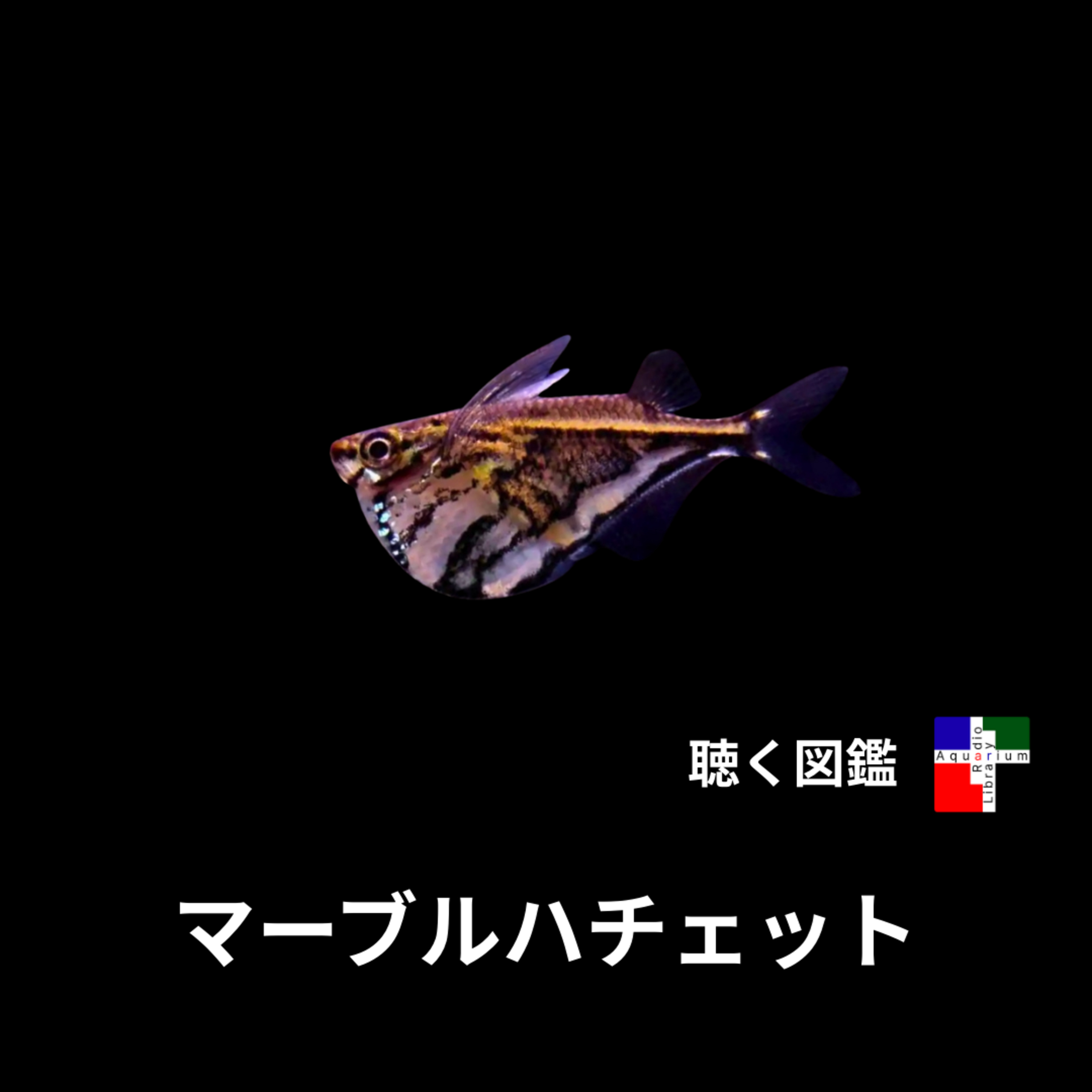 マーブルハチェットの謎：空を飛ぶのか、それとも新種か？ episode artwork