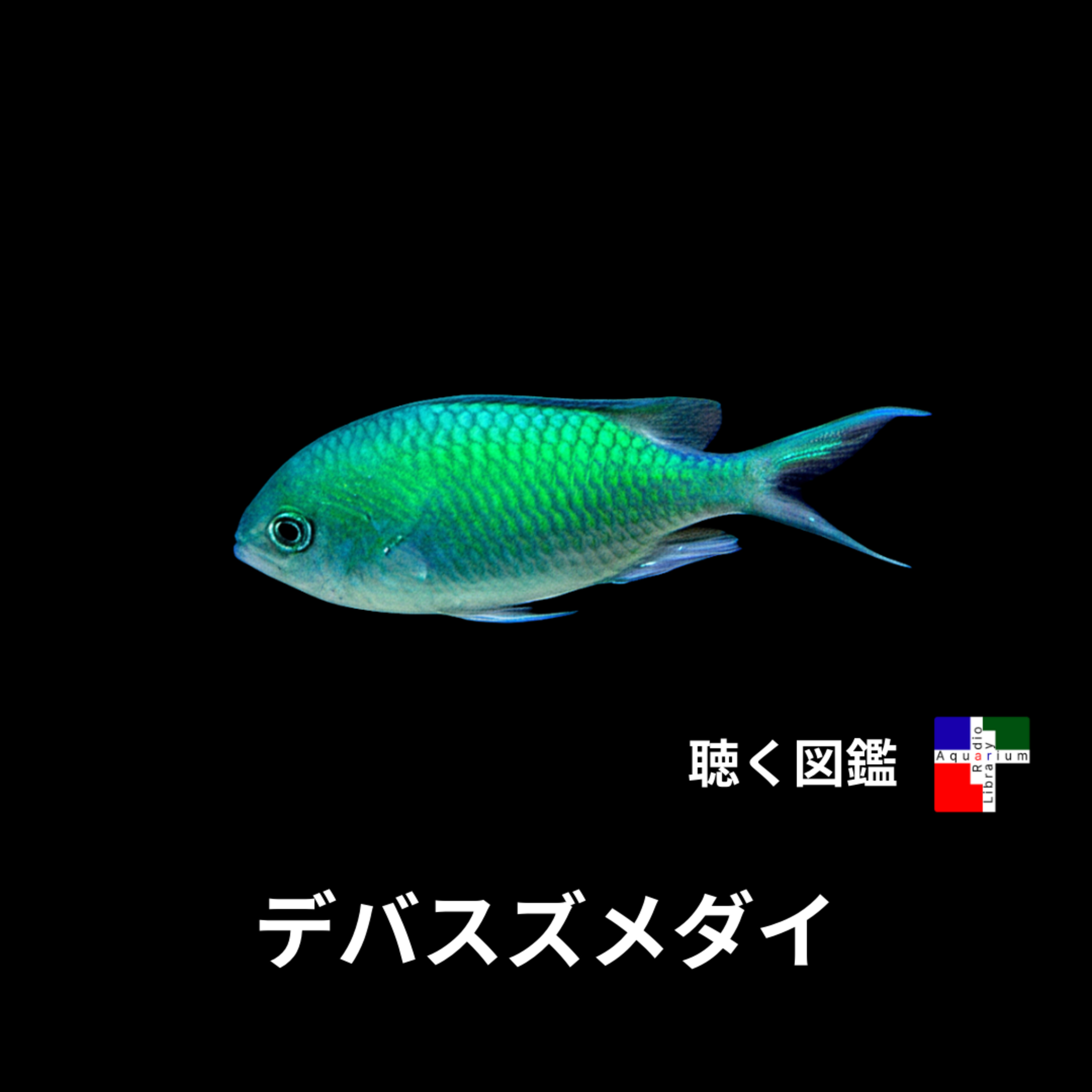 デバスズメダイの真実：入門魚のイメージを覆す、驚異の能力と隠された危機 episode artwork