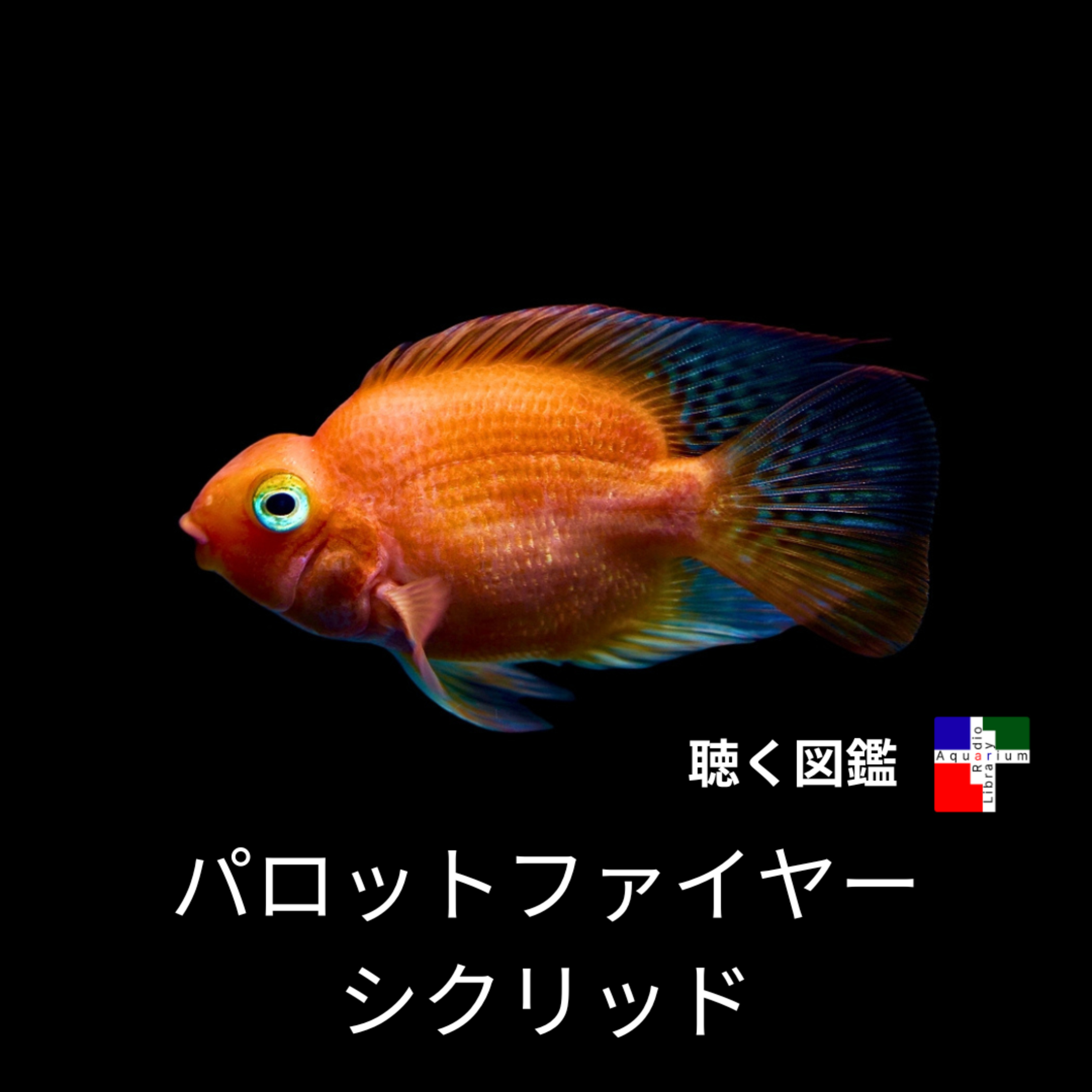 パロットファイヤーの真実：人気ペットの裏に隠された、倫理と奇形の物語 episode artwork