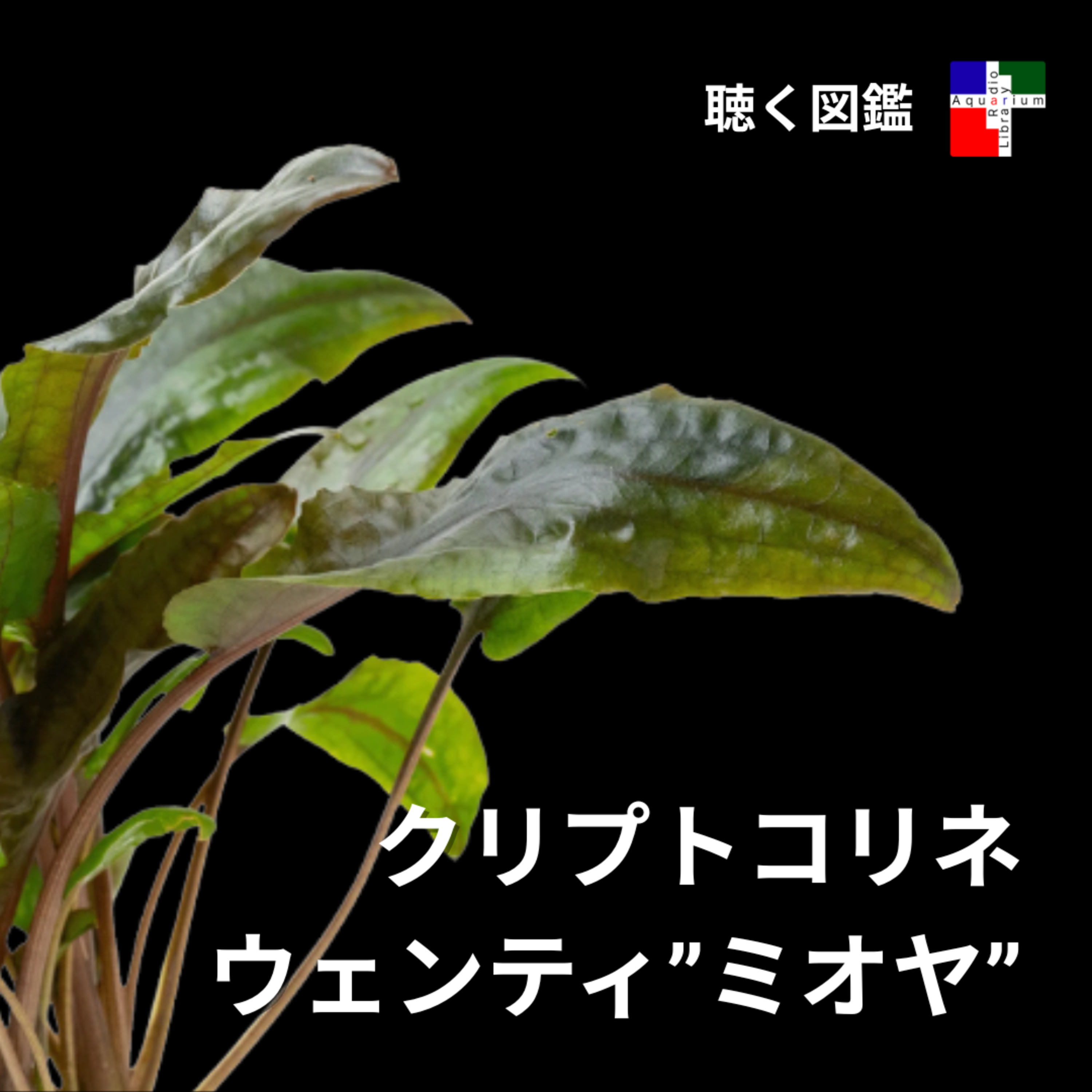 クリプトコリネ・ミオヤの謎：突然溶ける水草の生存戦略と、隠された絶滅の危機 episode artwork