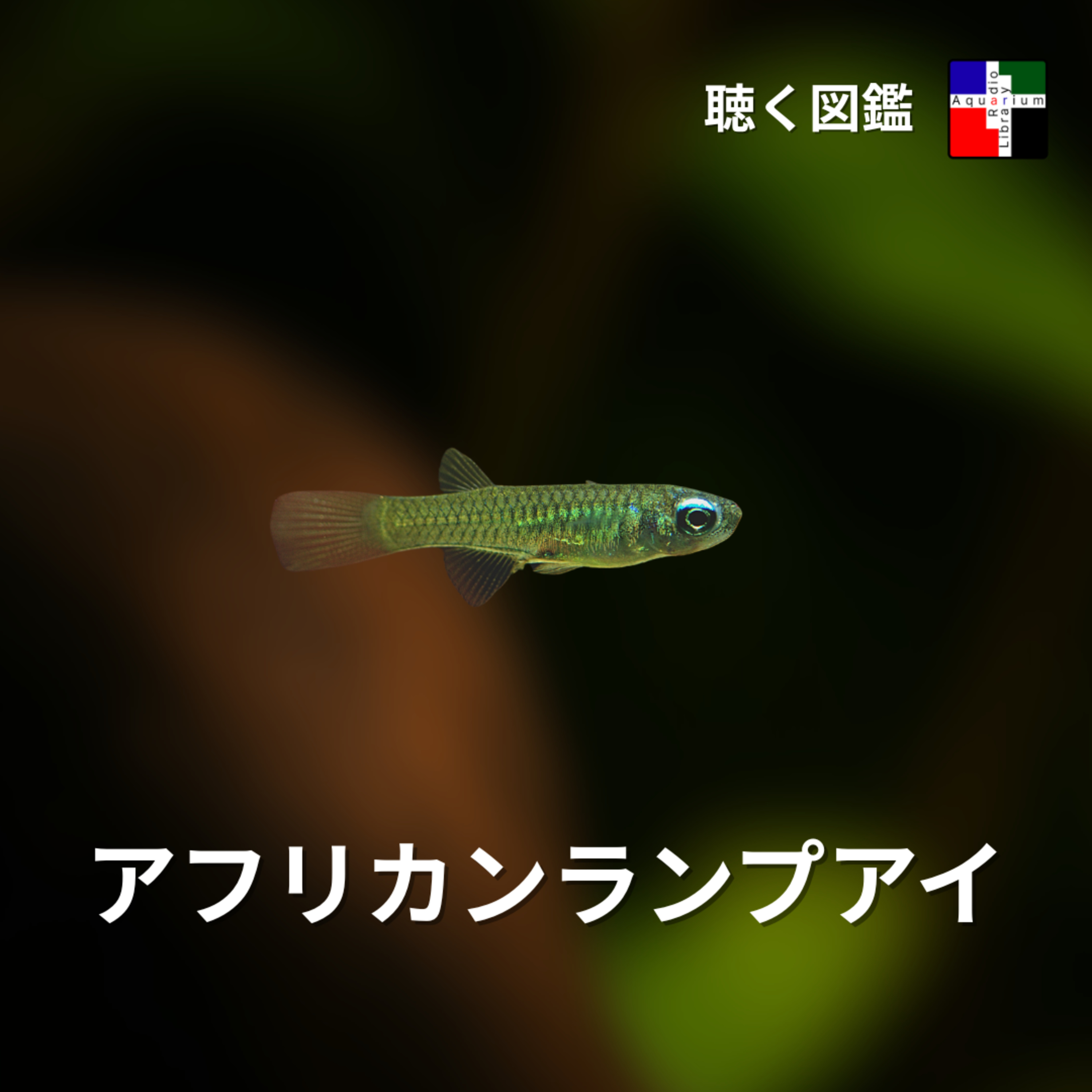 輝く瞳の裏側：アフリカンランプアイの数千万年サバイバル episode artwork