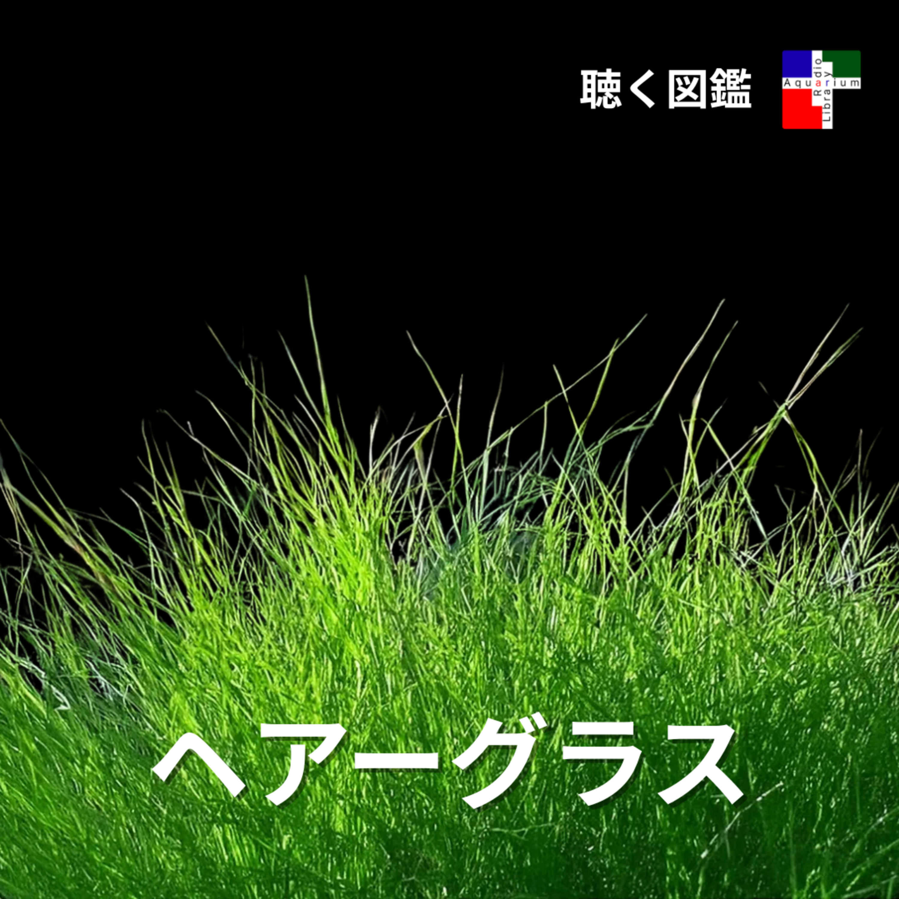 緑の絨毯の裏側：ヘアグラスが秘める環境浄化能力 episode artwork
