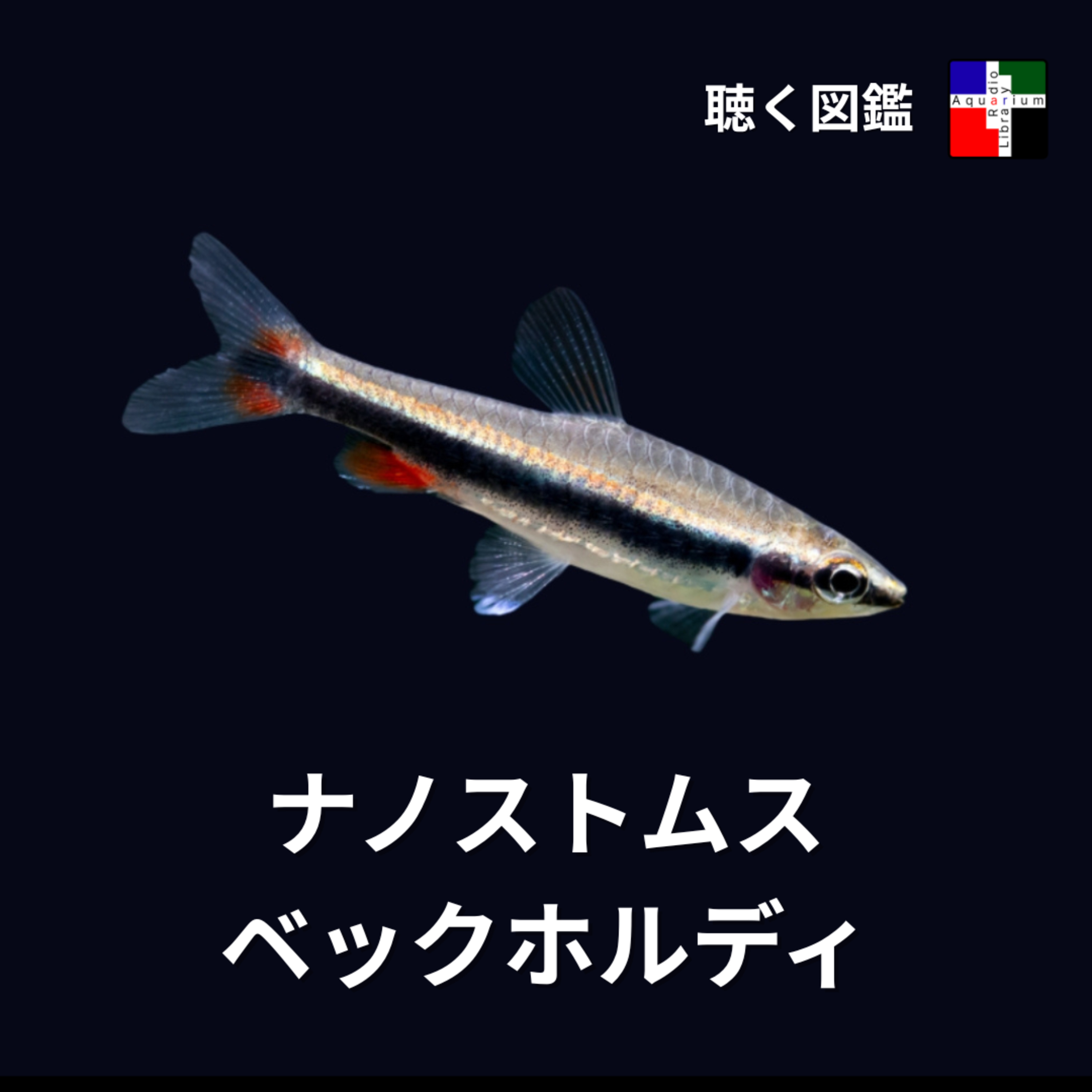 見えない多様性：ペンシルフィッシュが隠す絶滅の危機 episode artwork