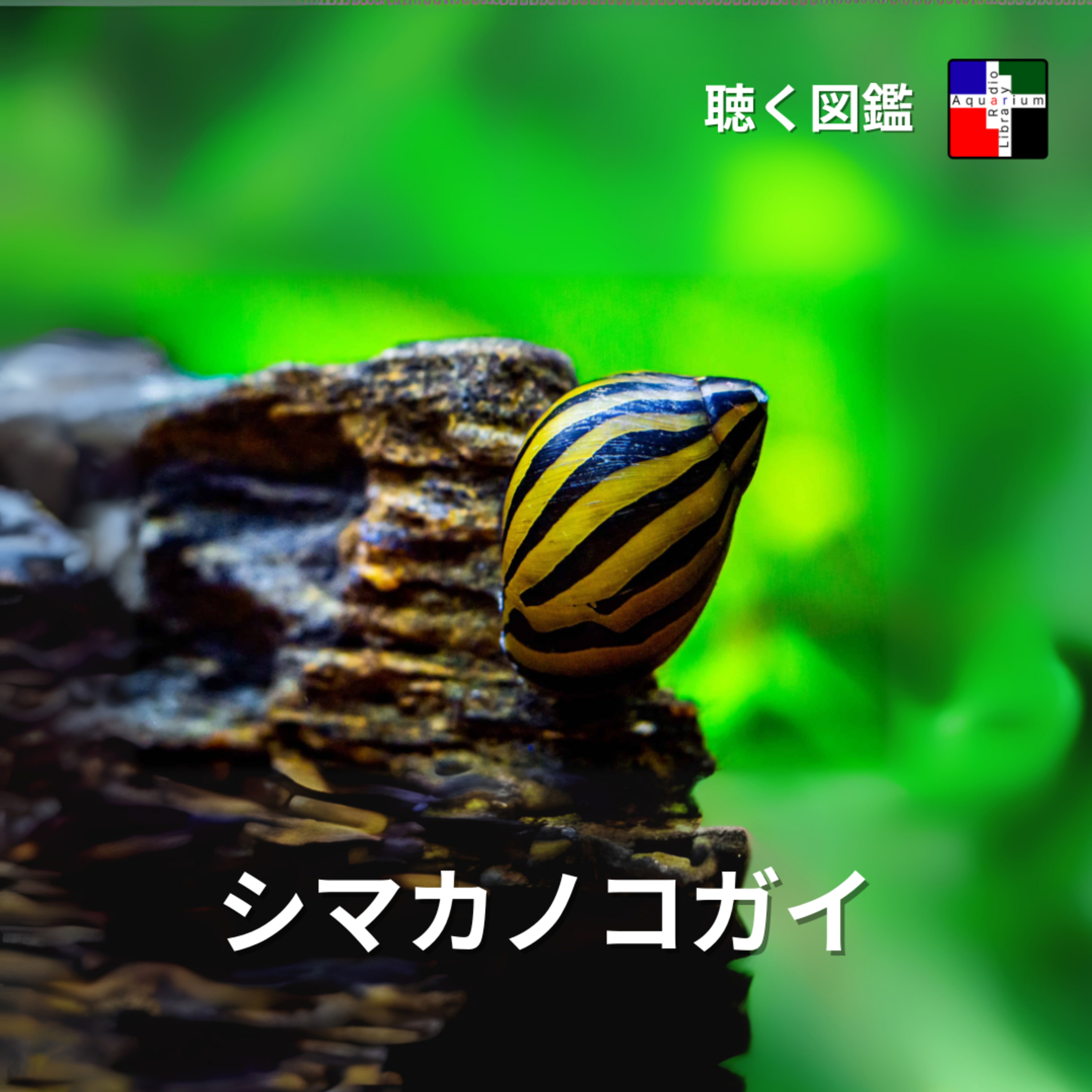 「コケ取り屋」の正体：シマカノコガイ分類のミステリーと地球規模の大移動 episode artwork