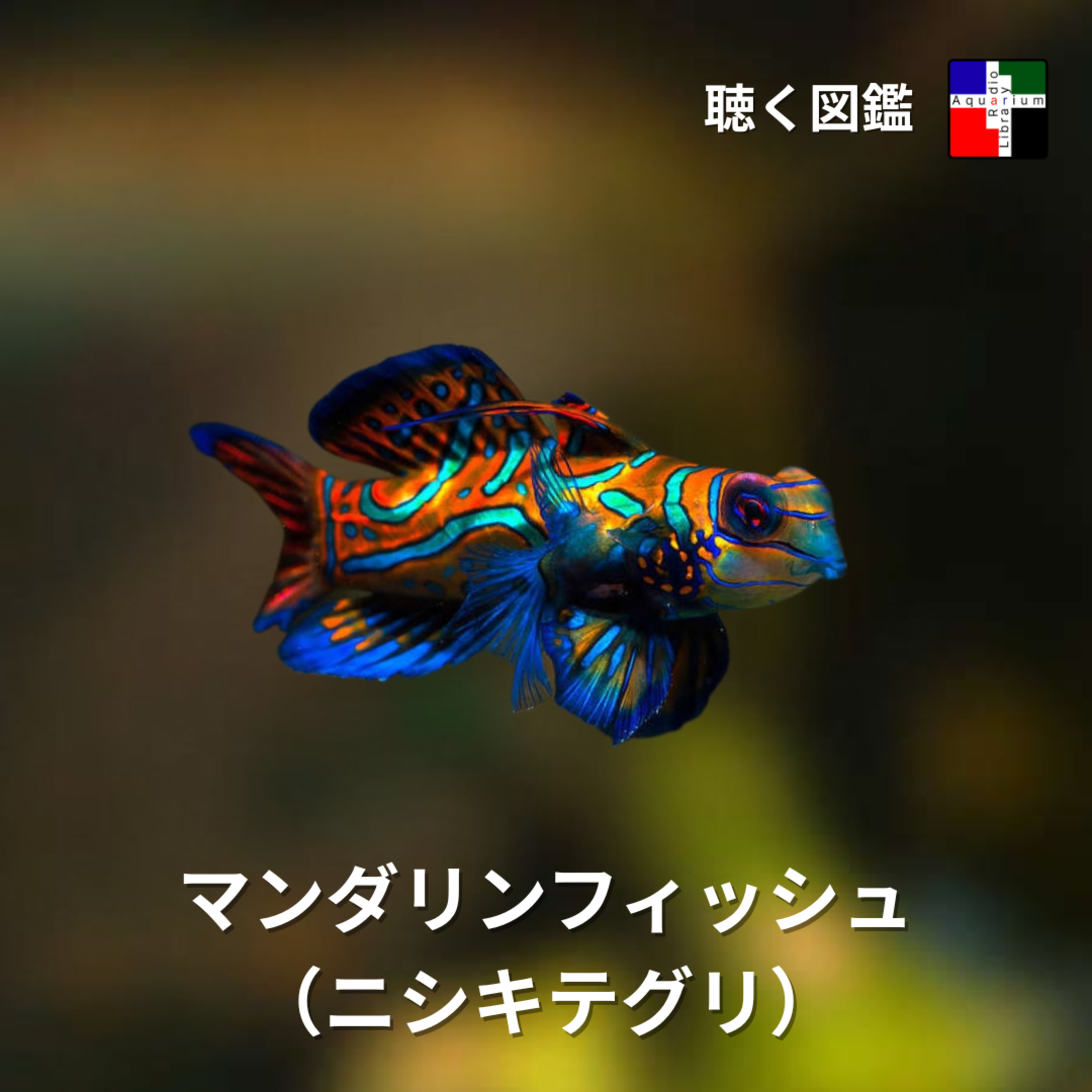 その青は「本物」か？ マンダリンフィッシュが隠し持つ進化の鍵 episode artwork