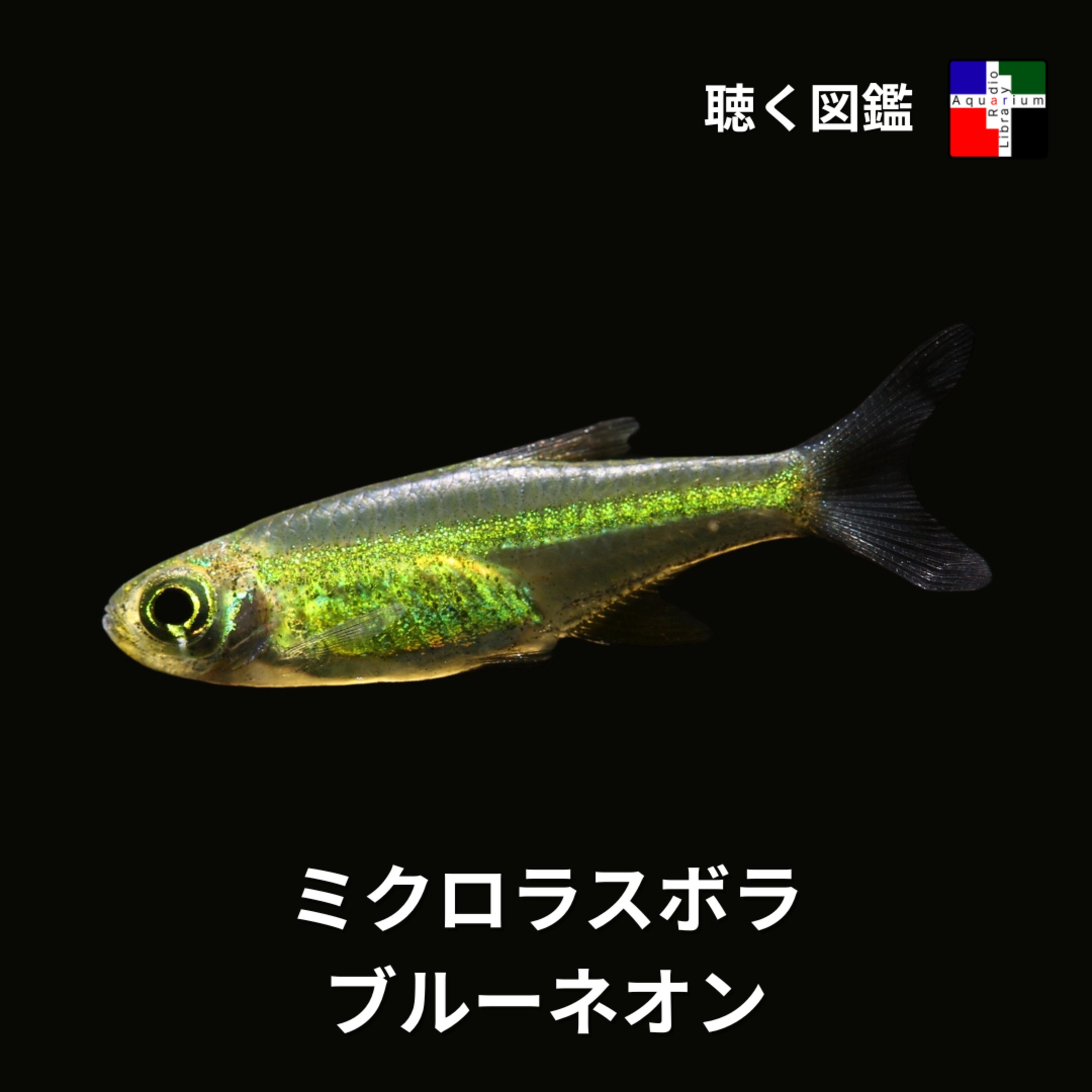 図鑑が間違っていた？！ブルーネオンが語る進化の再定義 episode artwork