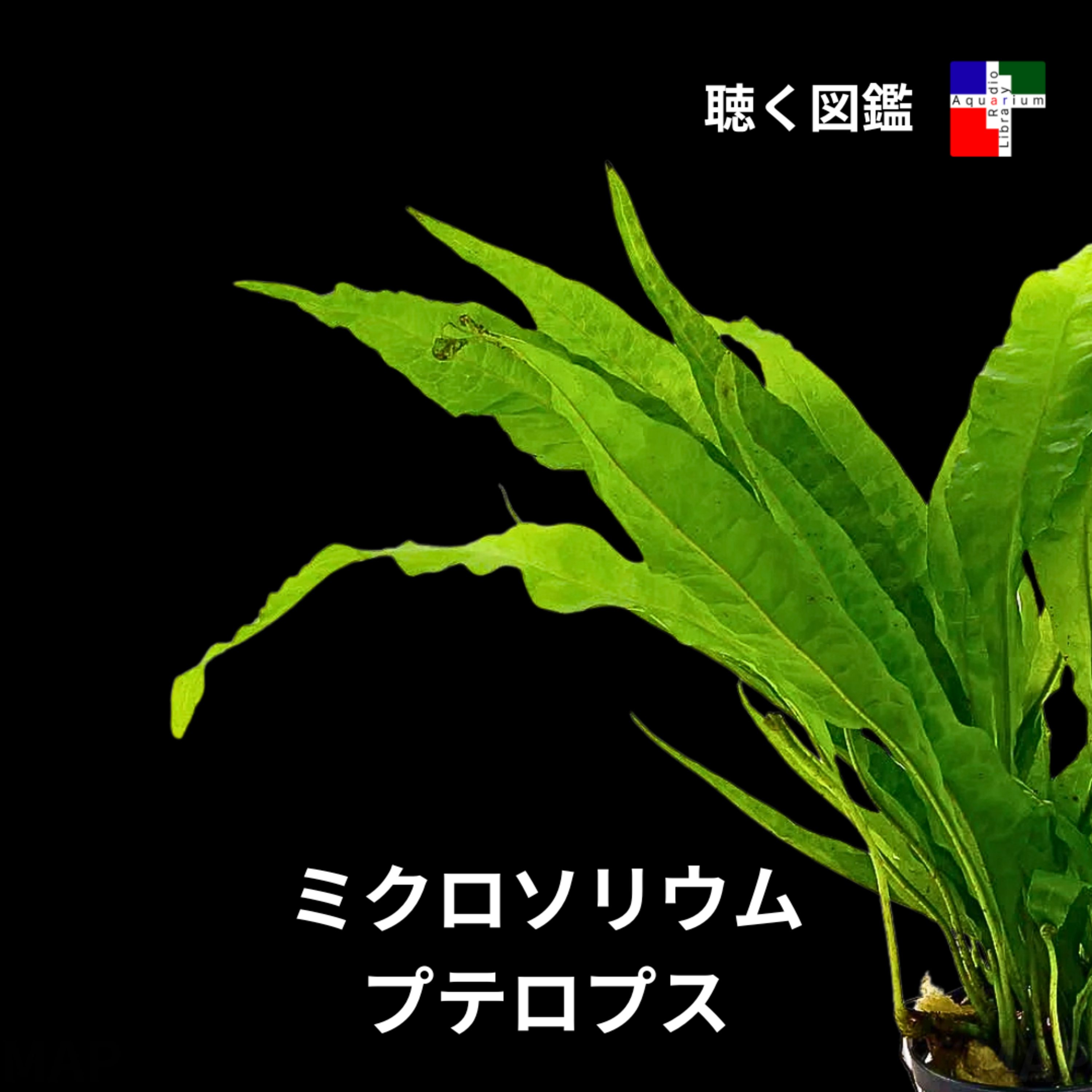 学名が語るドラマ：ミクロソリウム・プテロプス進化の歴史 episode artwork