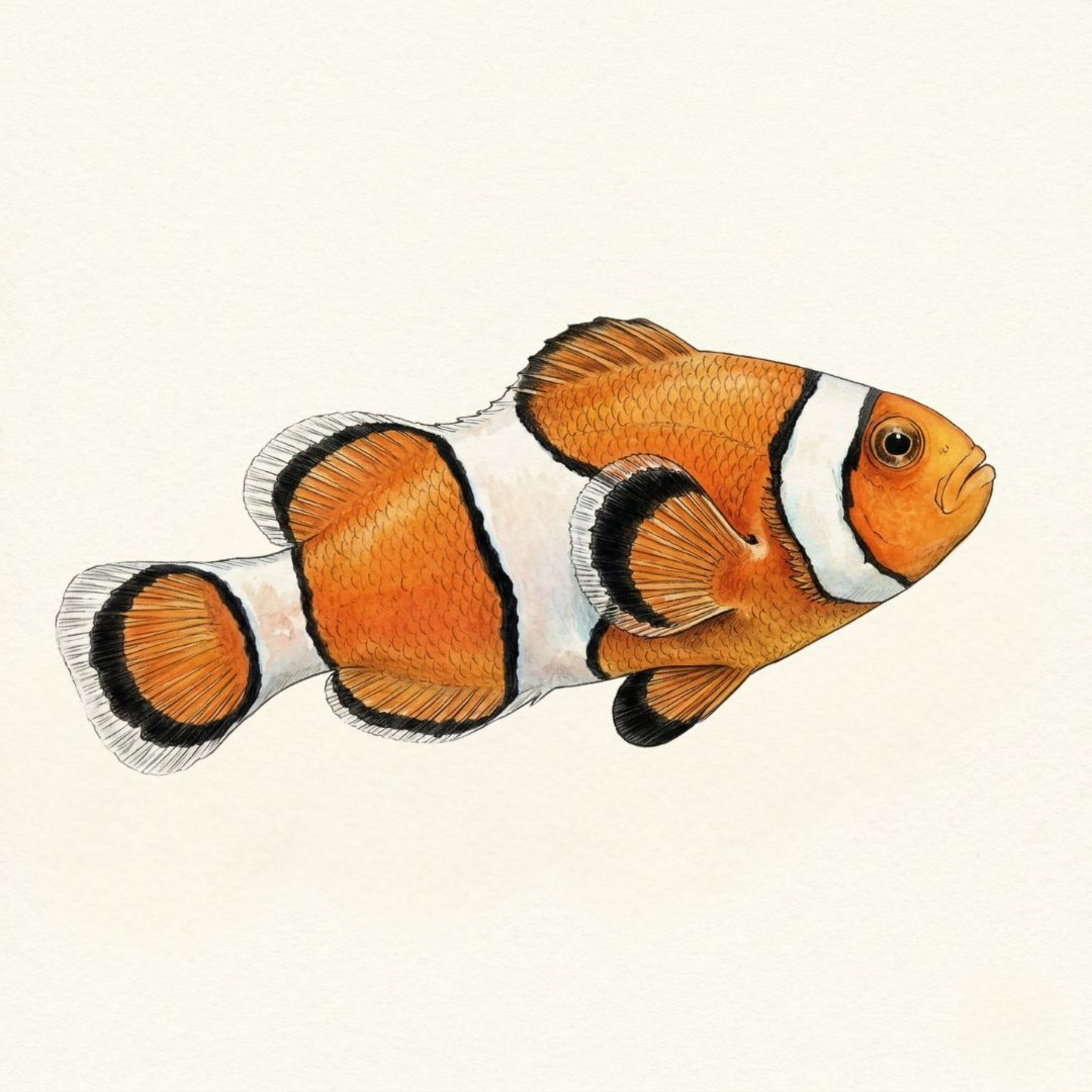 その魚、脳から作り替える。カクレクマノミが教える未来の医療 episode artwork