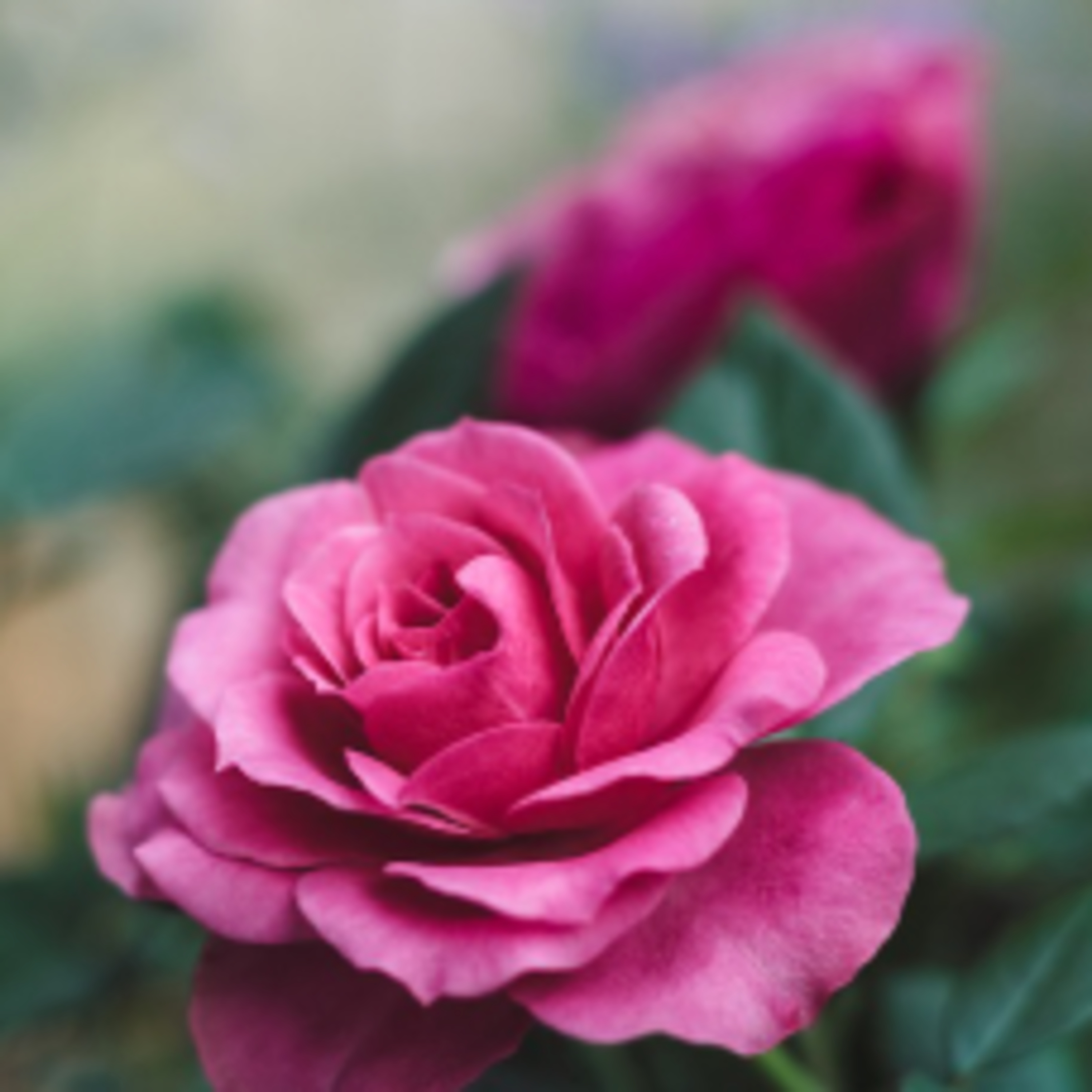 The Active Herbalist