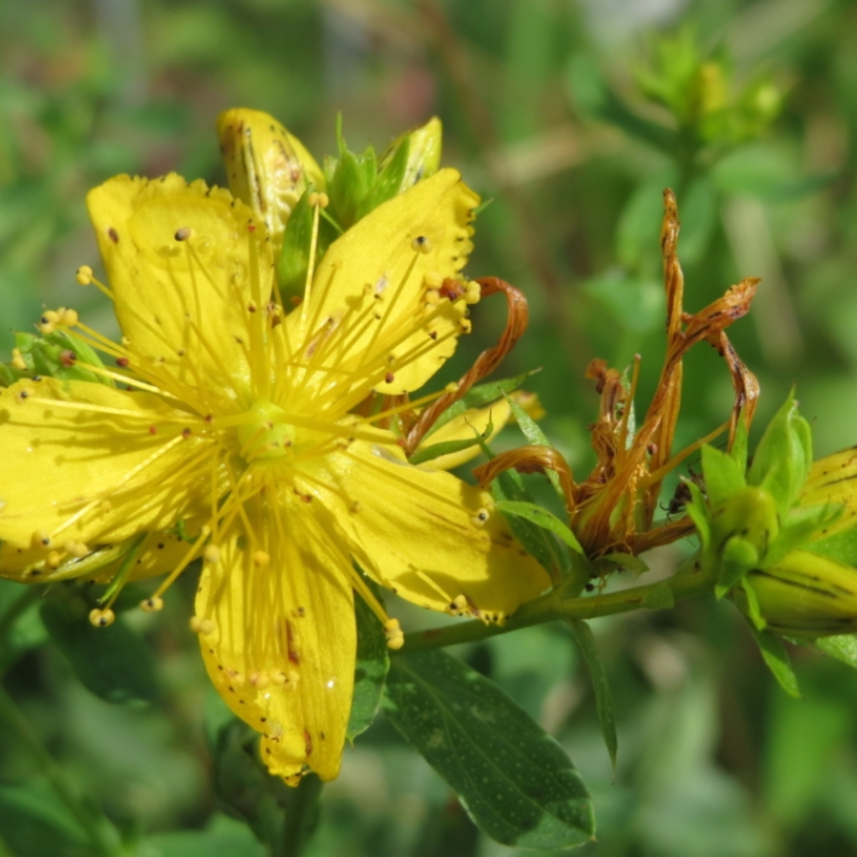 The Active Herbalist