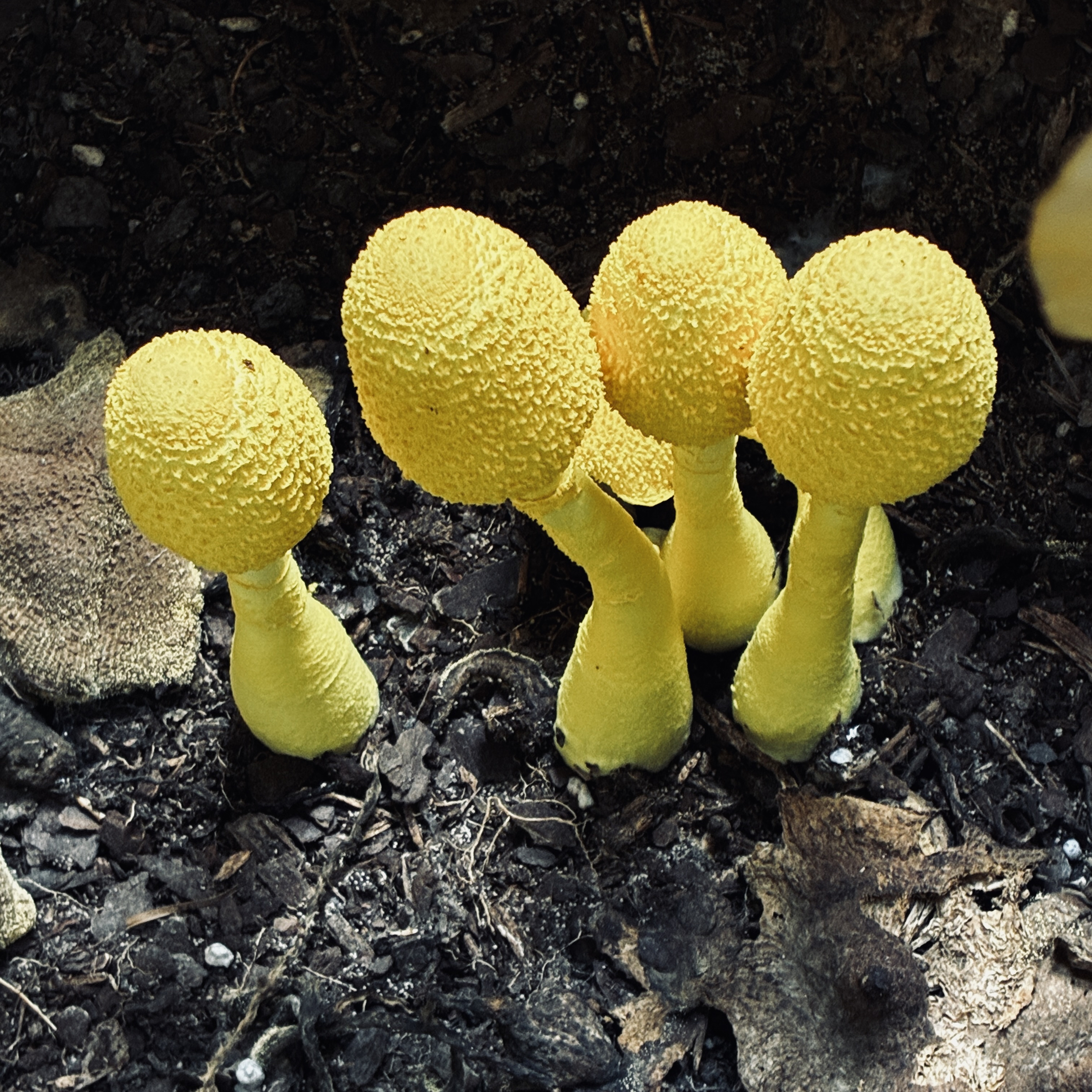 The Leucocprinus mushroom  episode artwork