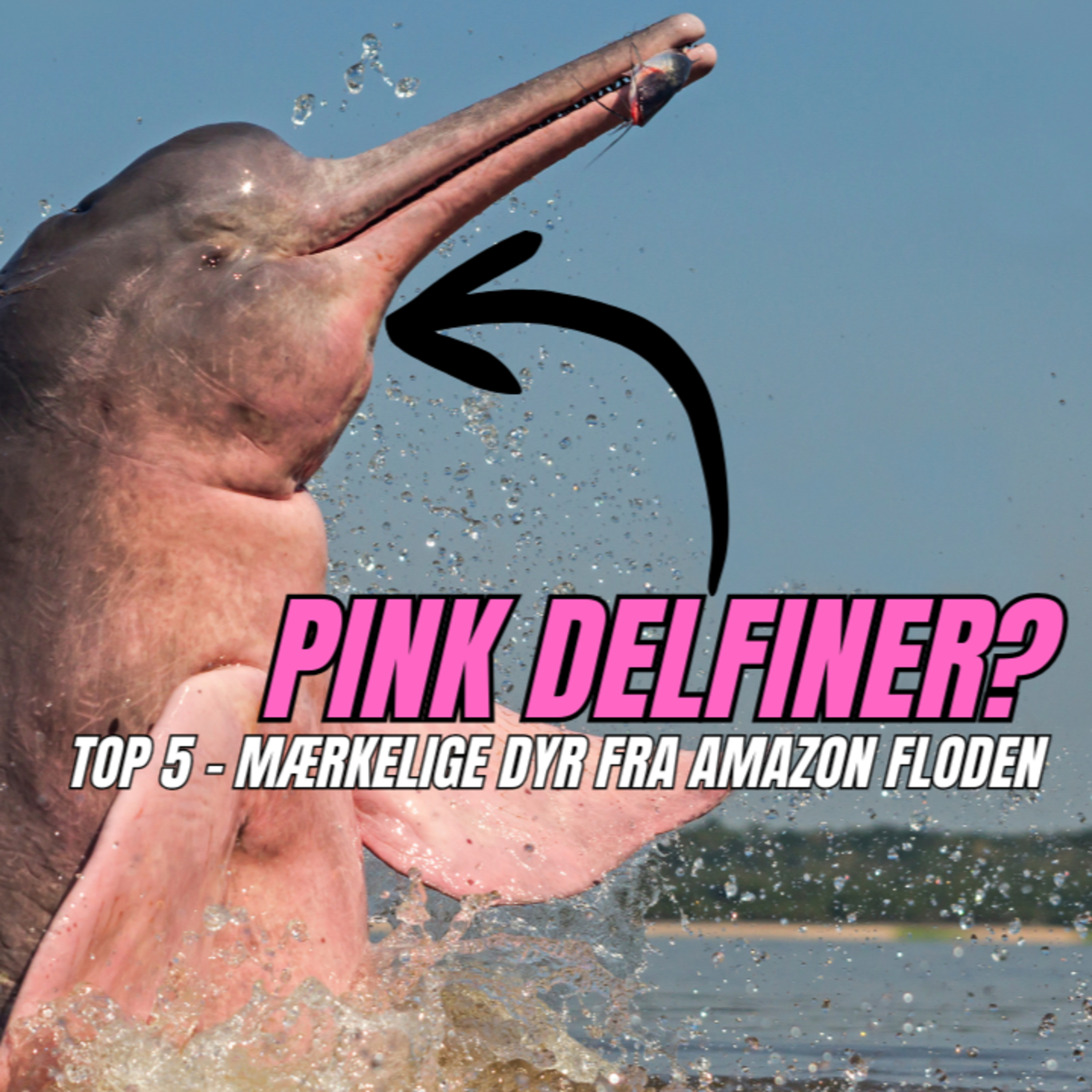 #89 Amazonas Dyreliv (7/9) - Top 5 Mærkelige Dyr Fra Amazon Floden episode artwork