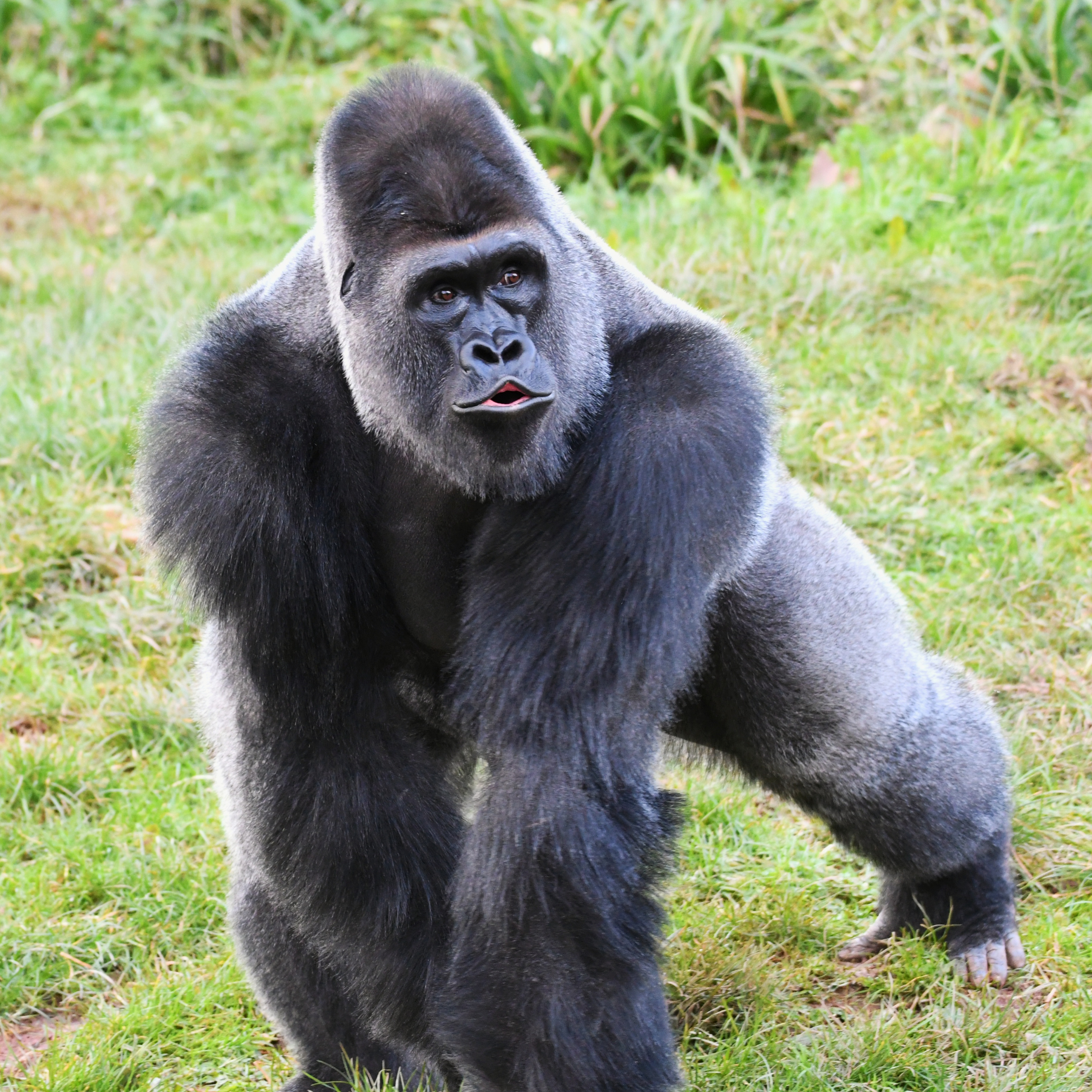 Lytternes Dyr: 3 ting du ikke vidste om Gorillaen! episode artwork