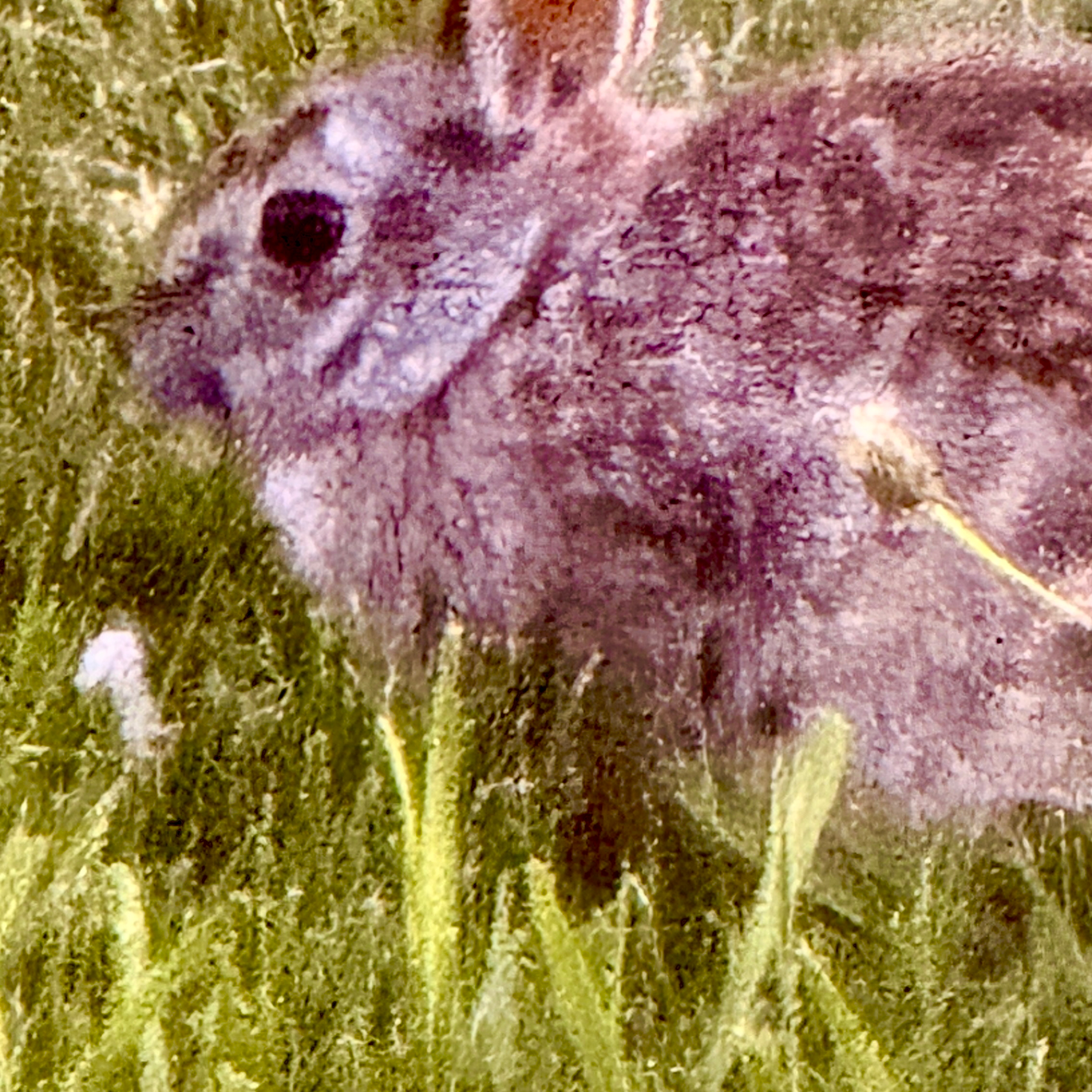 Riley’s reset bunny breakfast